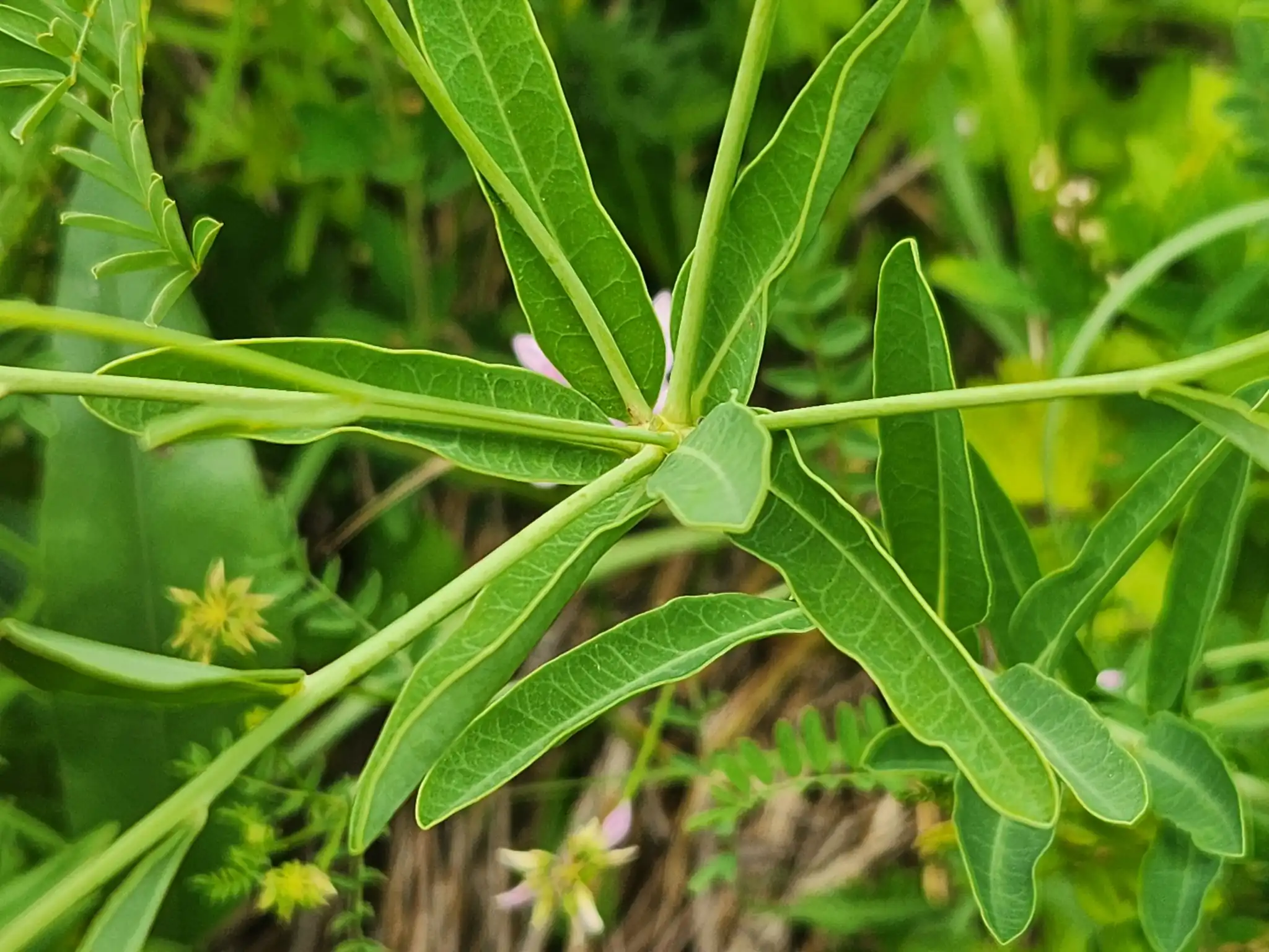 Flowering Spurge