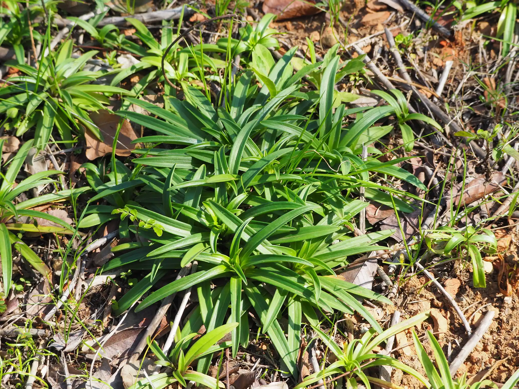 osan Lily