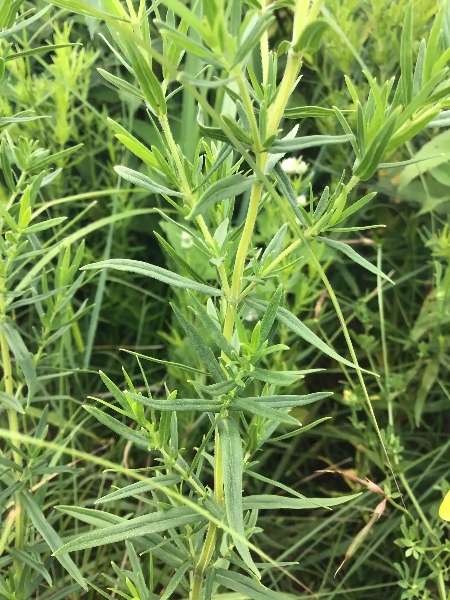 Virginia mountain mint