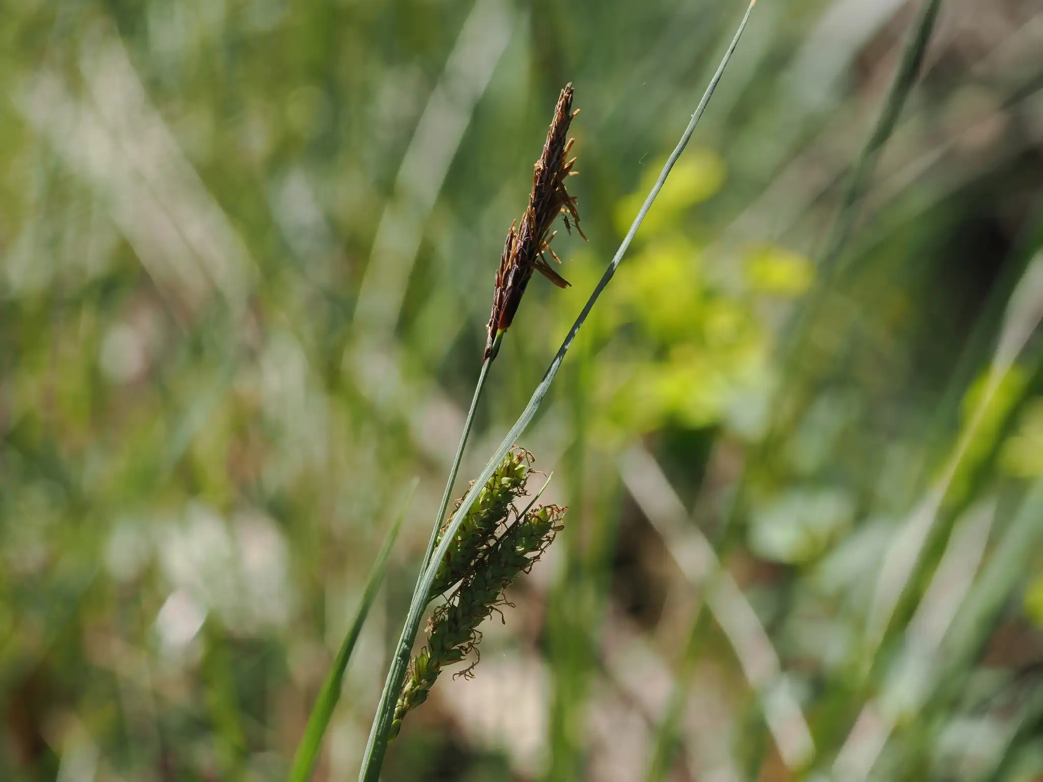 Blue Sedge