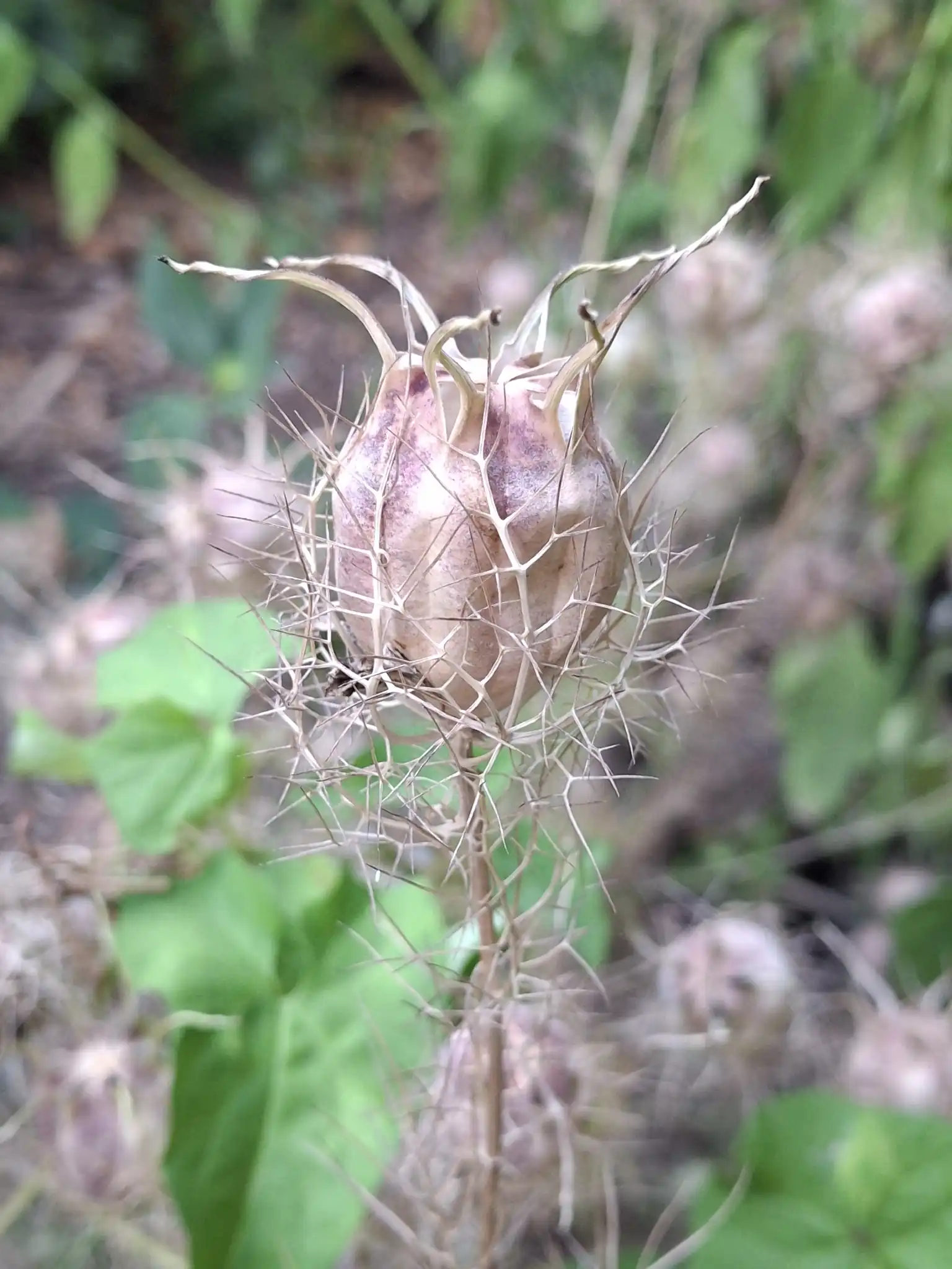 Love-In-A-Mist