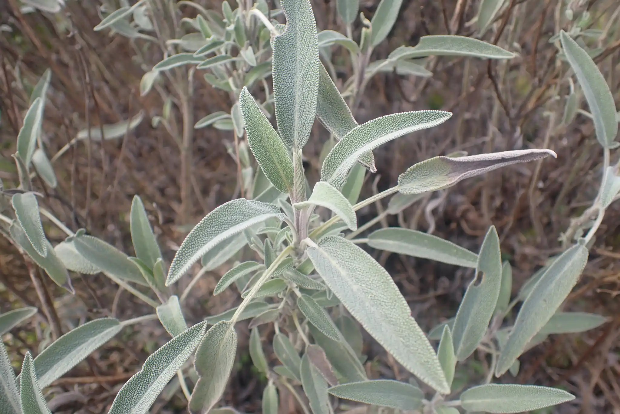 Sage