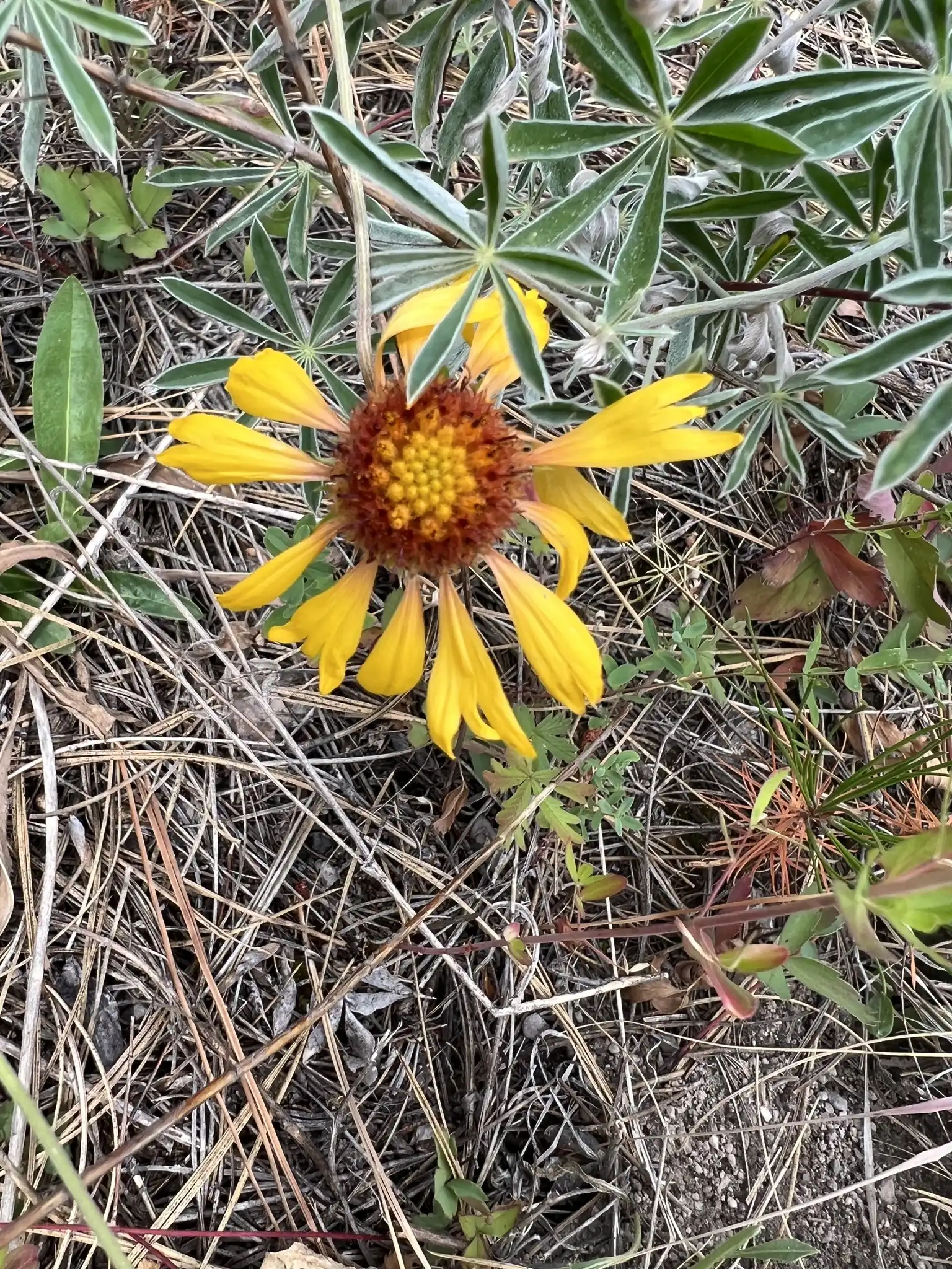 Blanket Flower