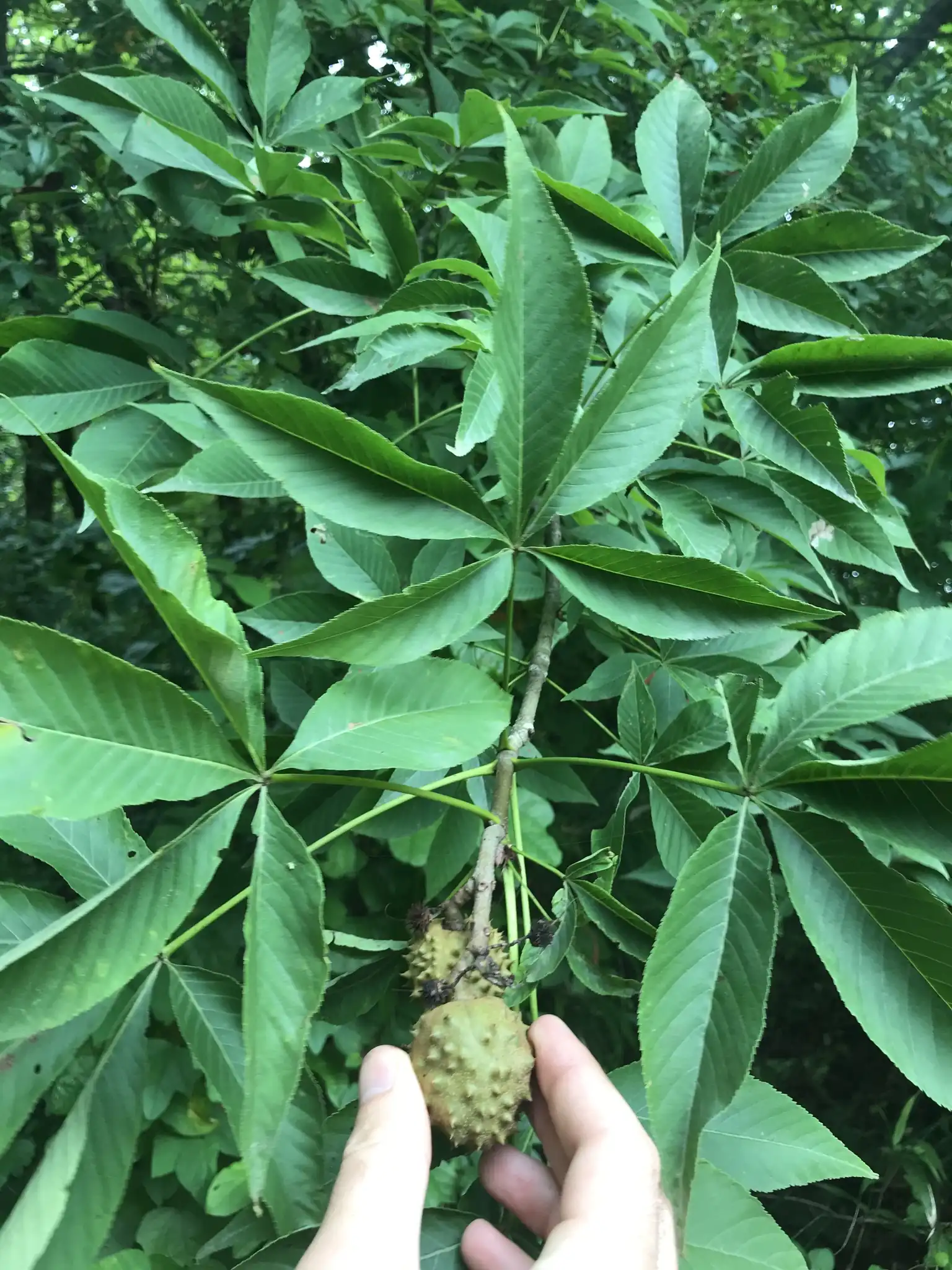 Ohio Buckeye