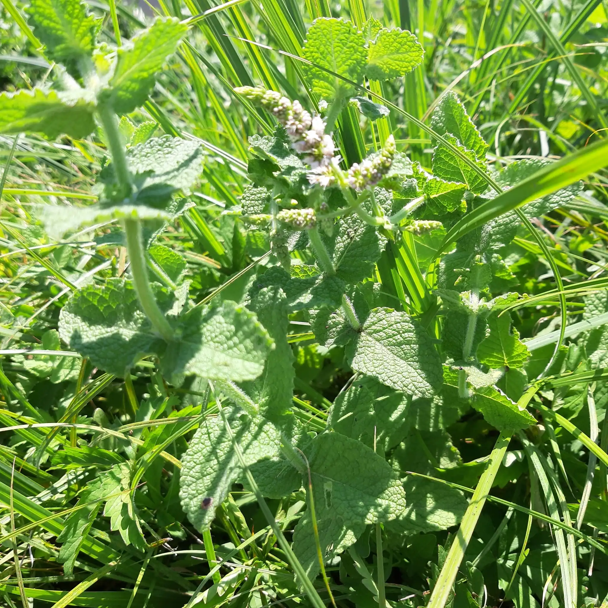 Apple Mint