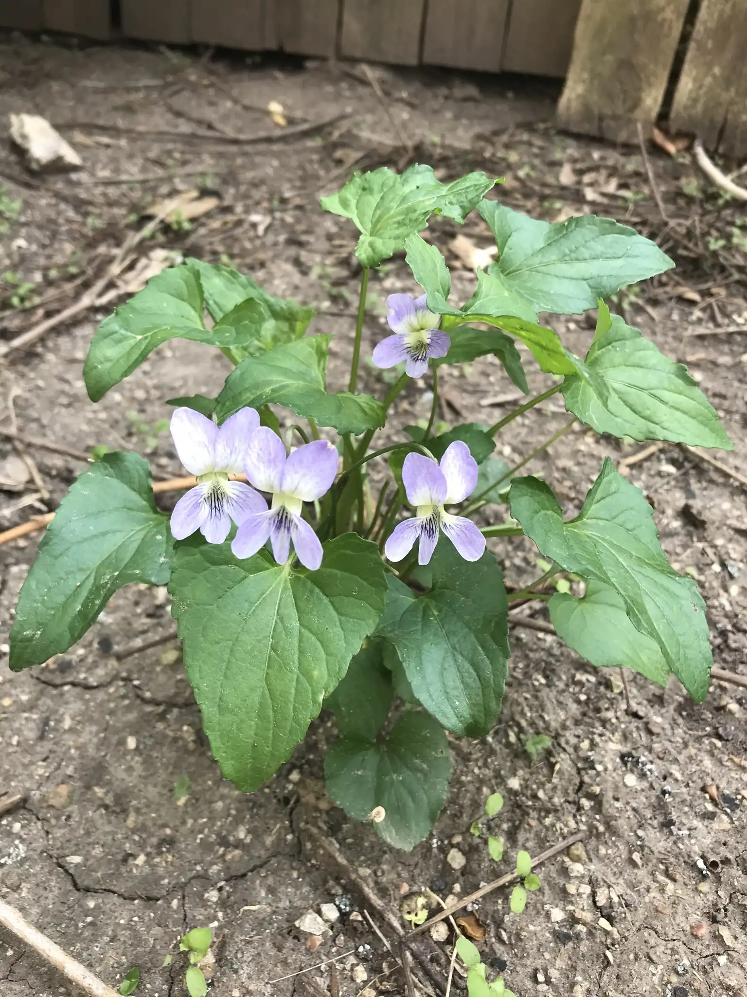 Common Blue Violet