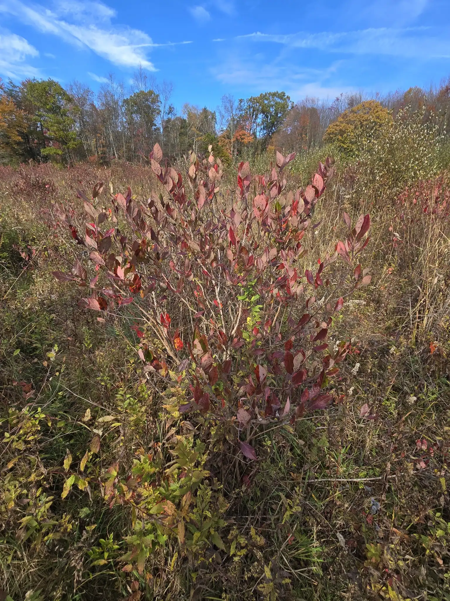 Highbush Blueberry
