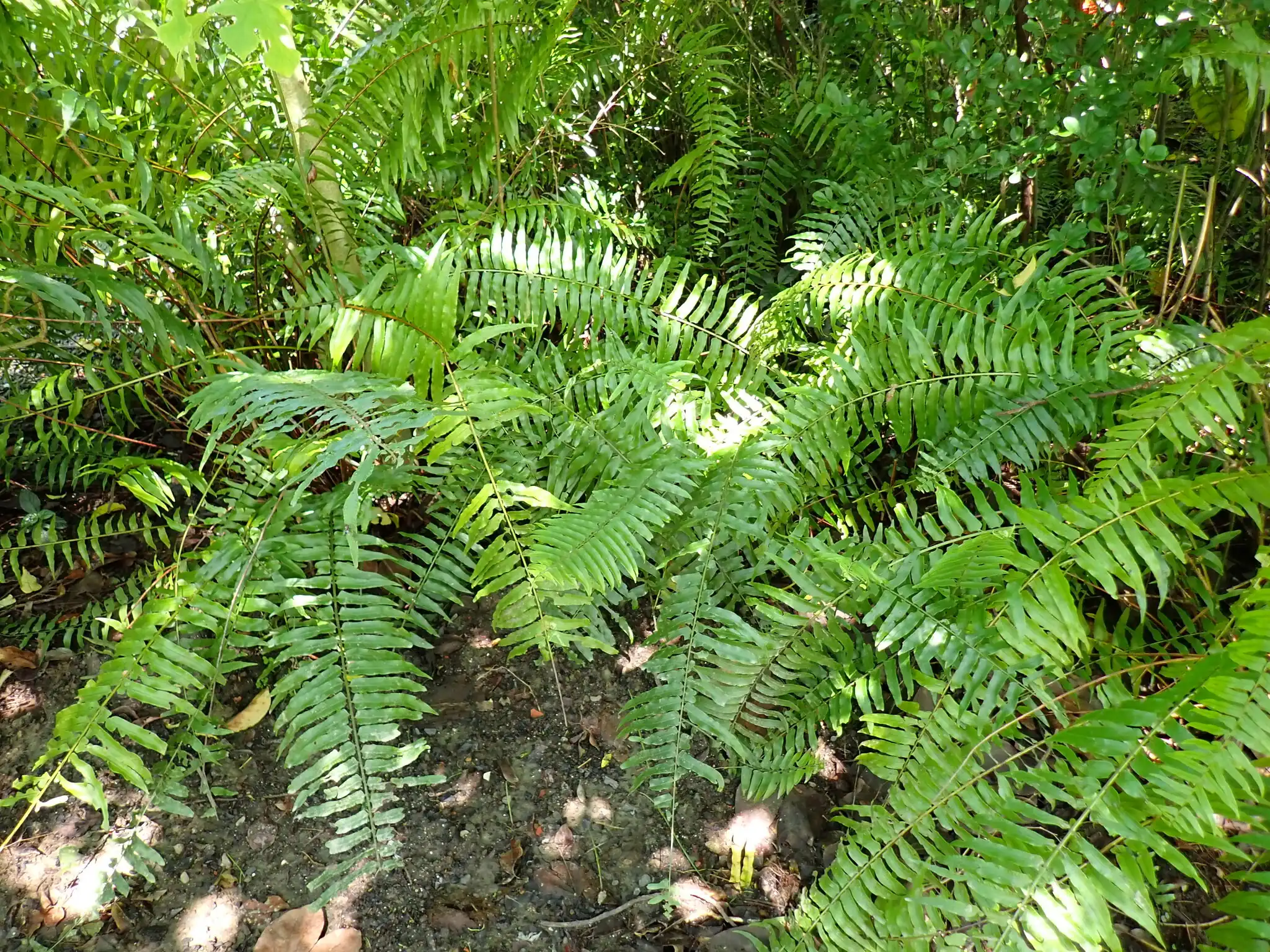 Fern