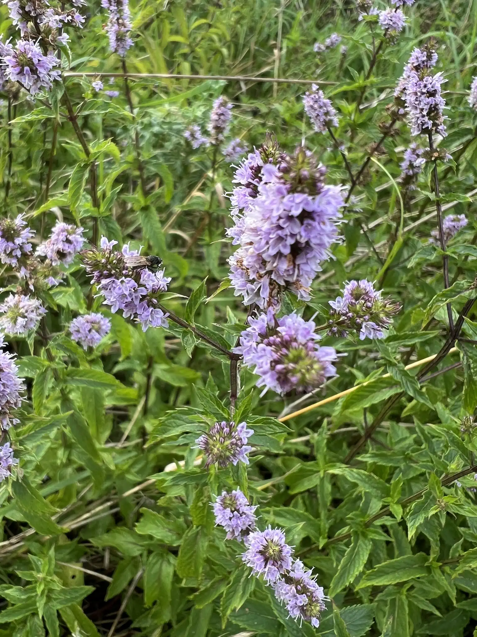 Spearmint