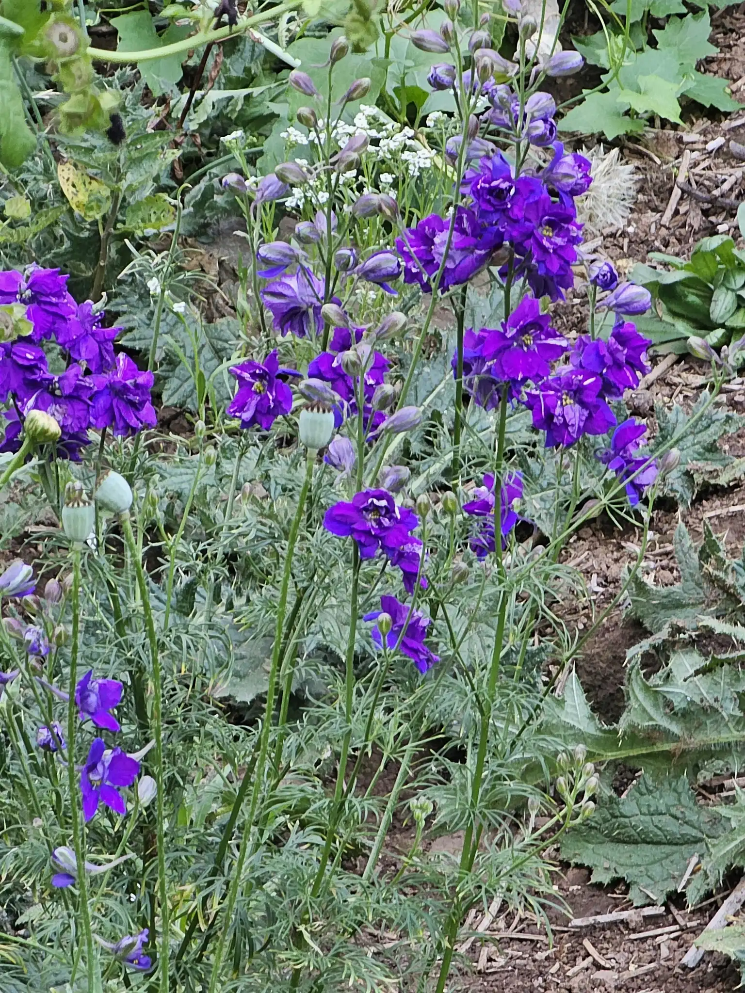 Rocket Larkspur