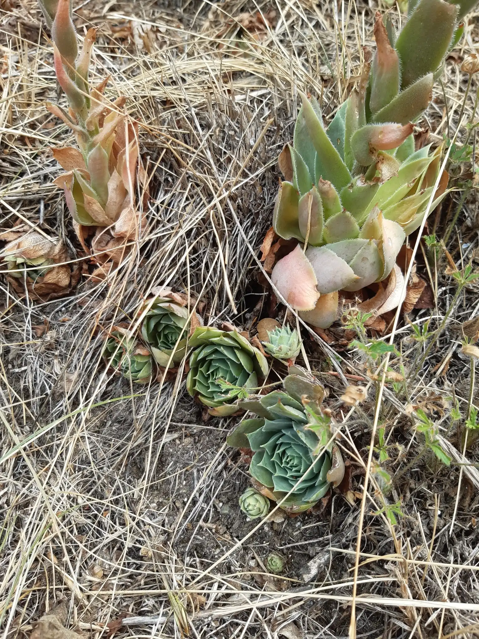 Hens and Chicks