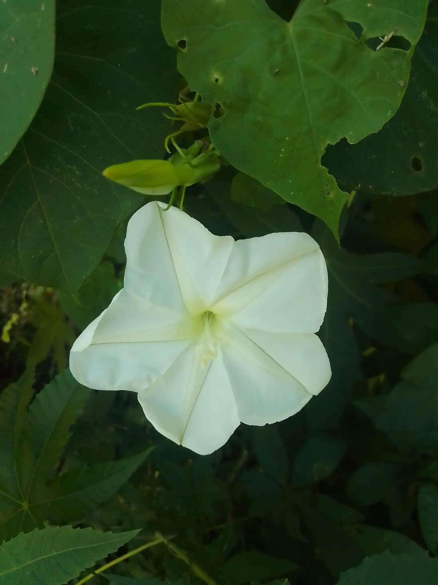 Moonflower