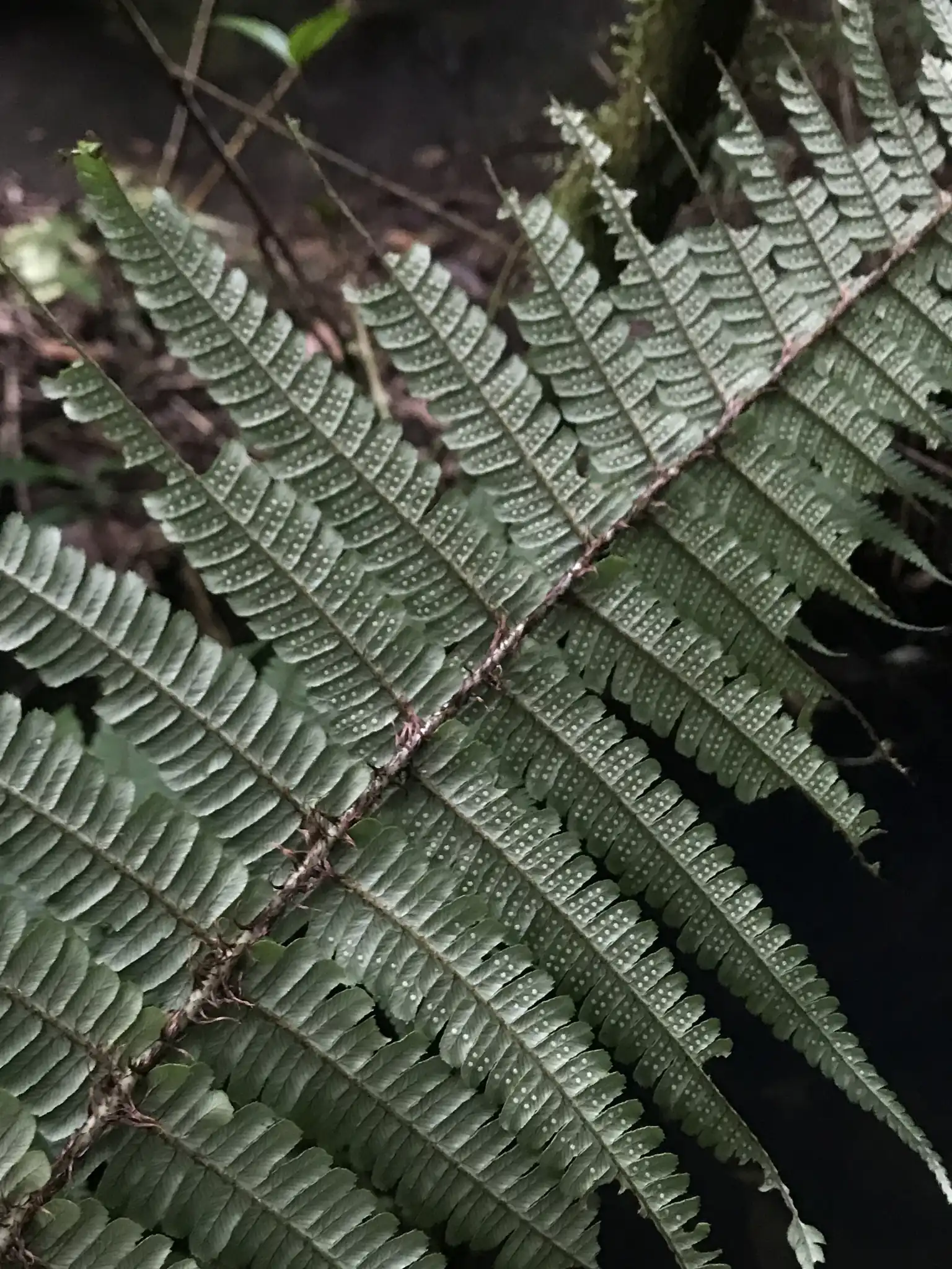Wallich's Fern