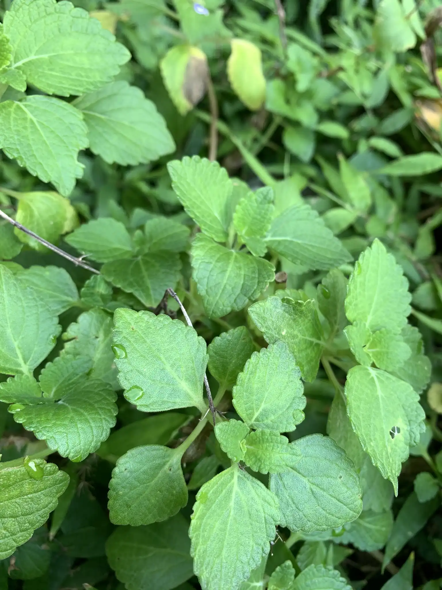 Coleus