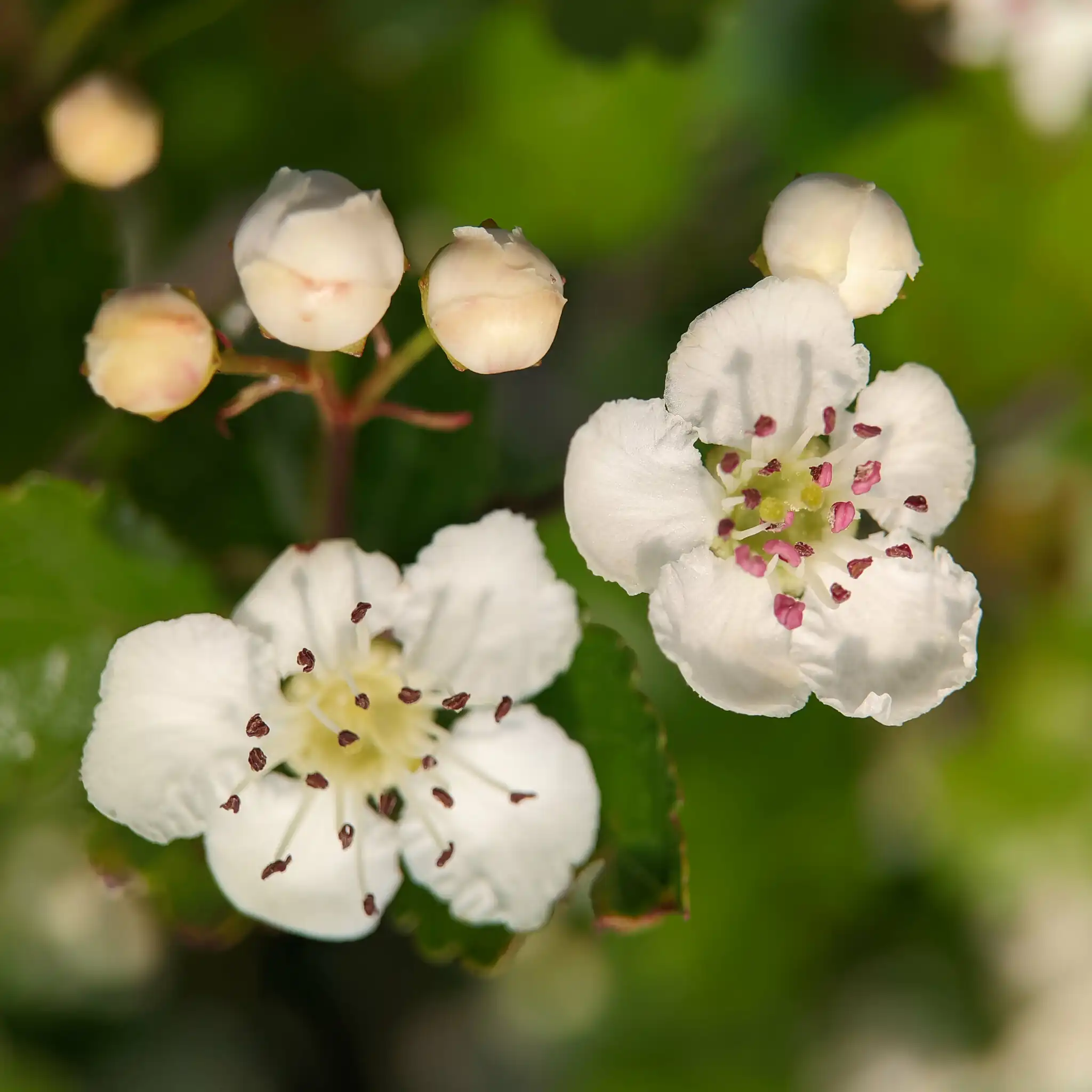 English Hawthorn