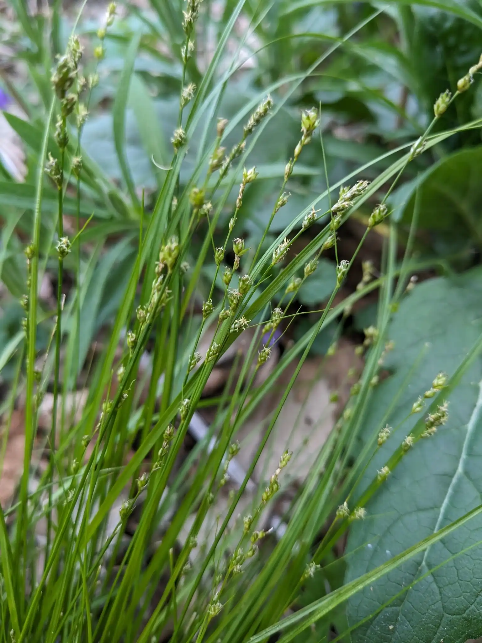 Rosy Sedge
