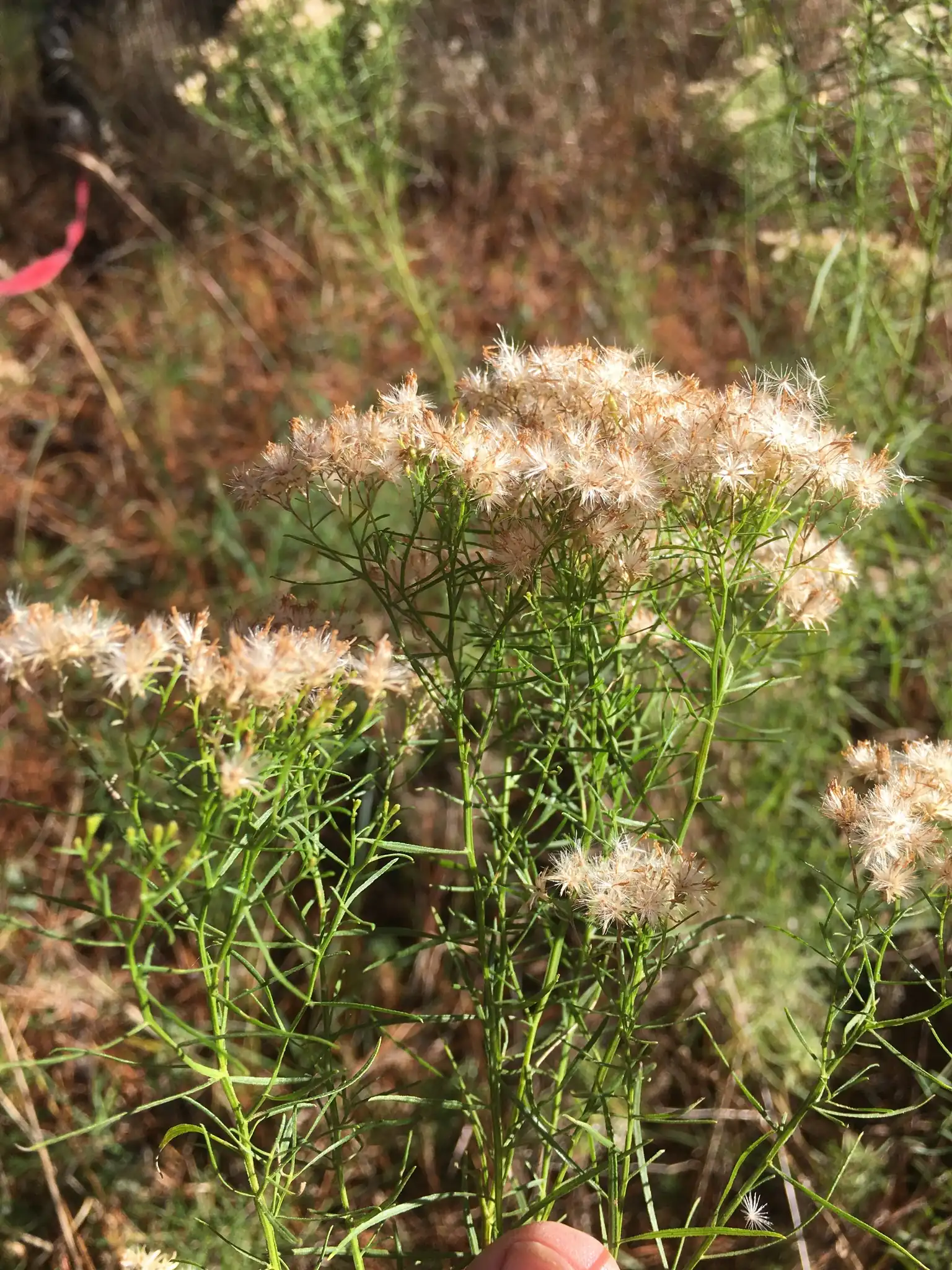 Carolina goldenrod