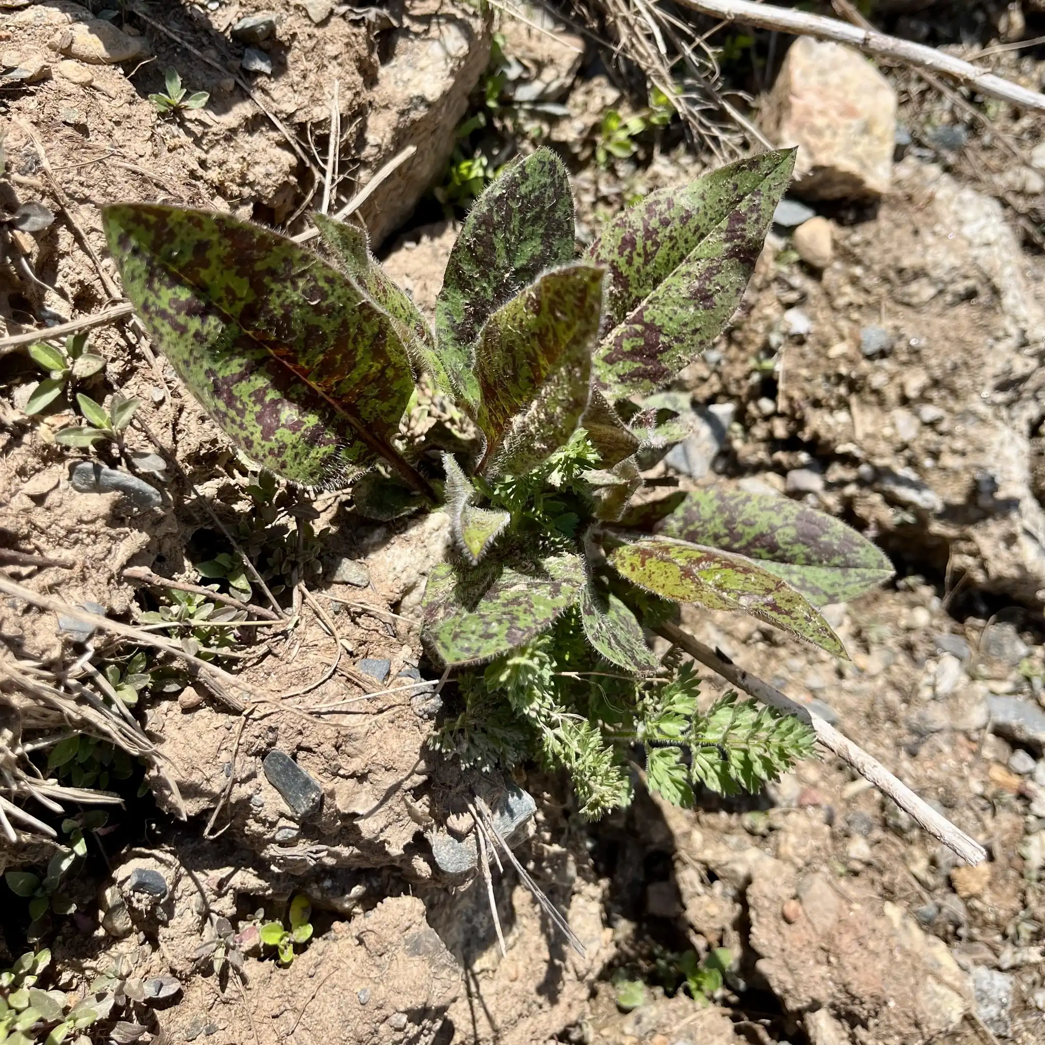 Spotted Hawkweed