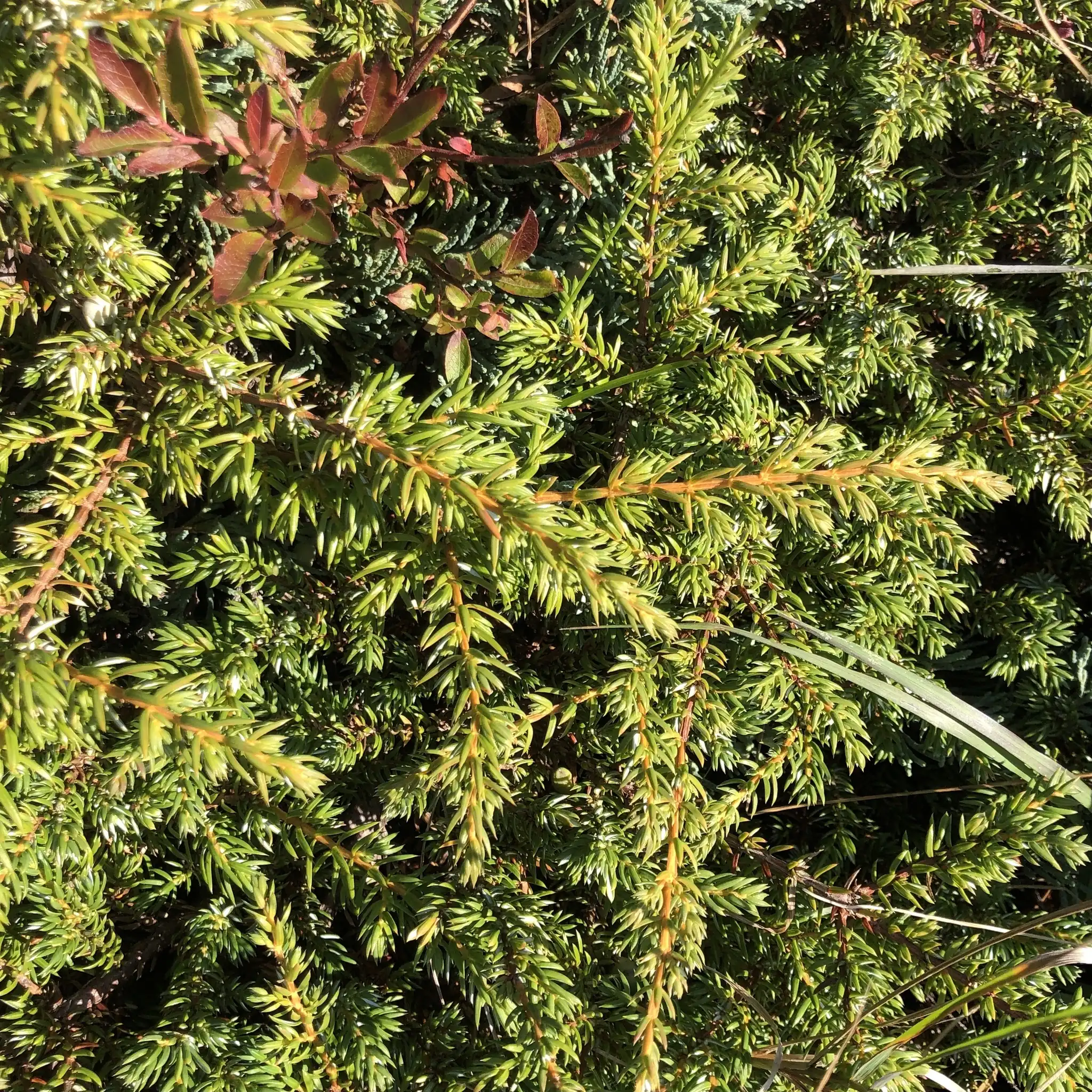 Creeping Juniper