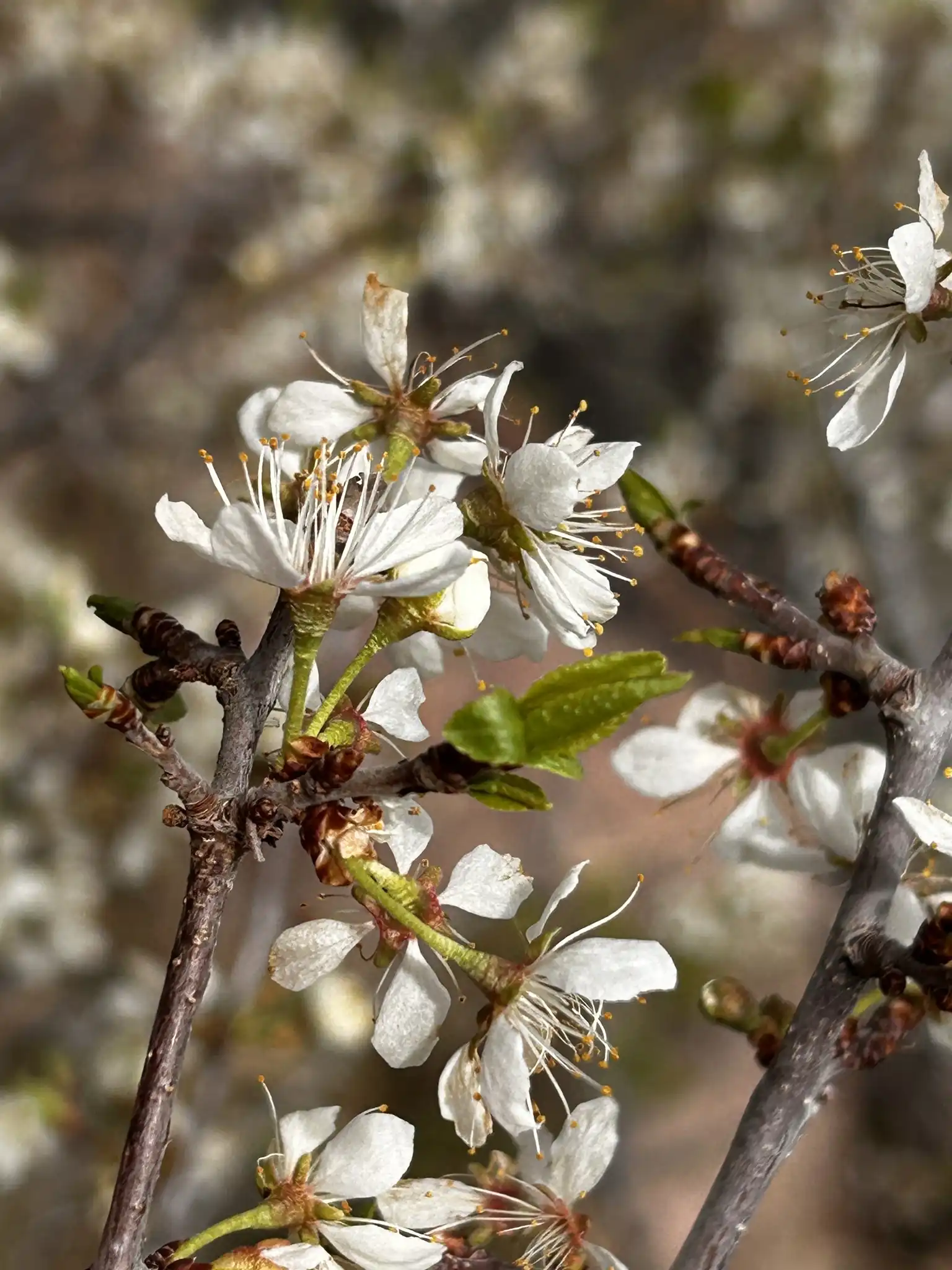 American Plum