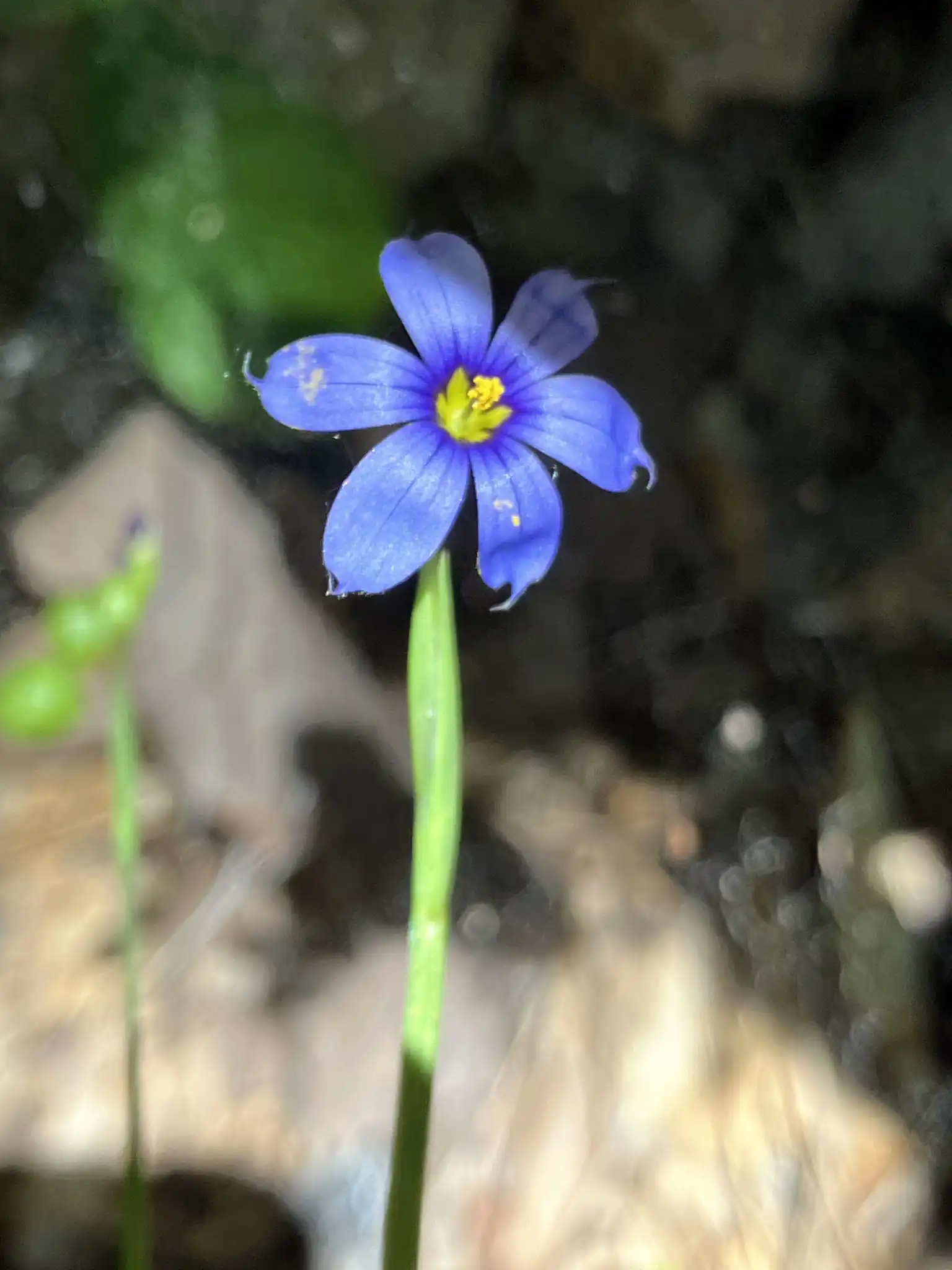 Narrow-leaved Blue-eyed Grass