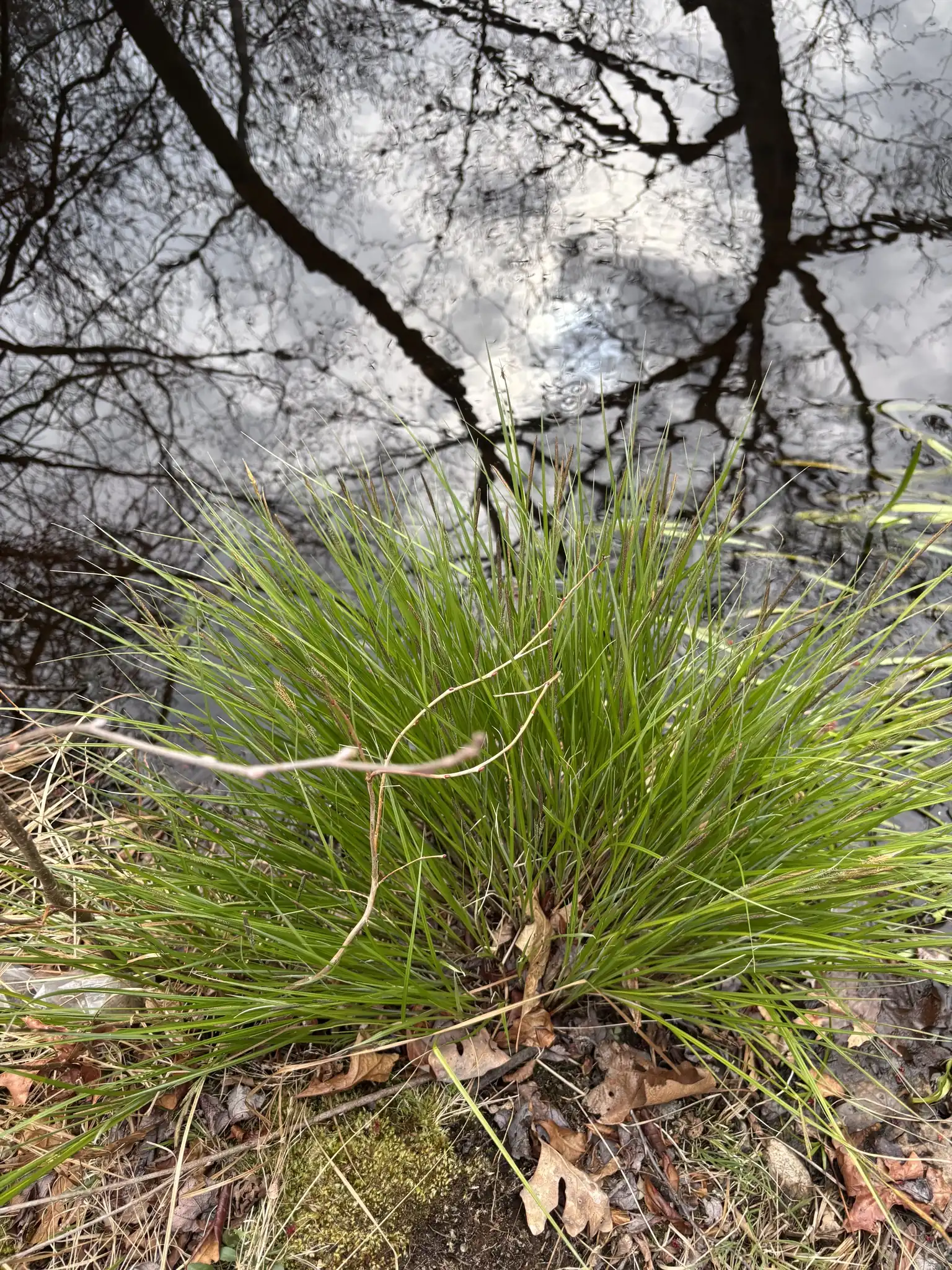 Tussock Sedge