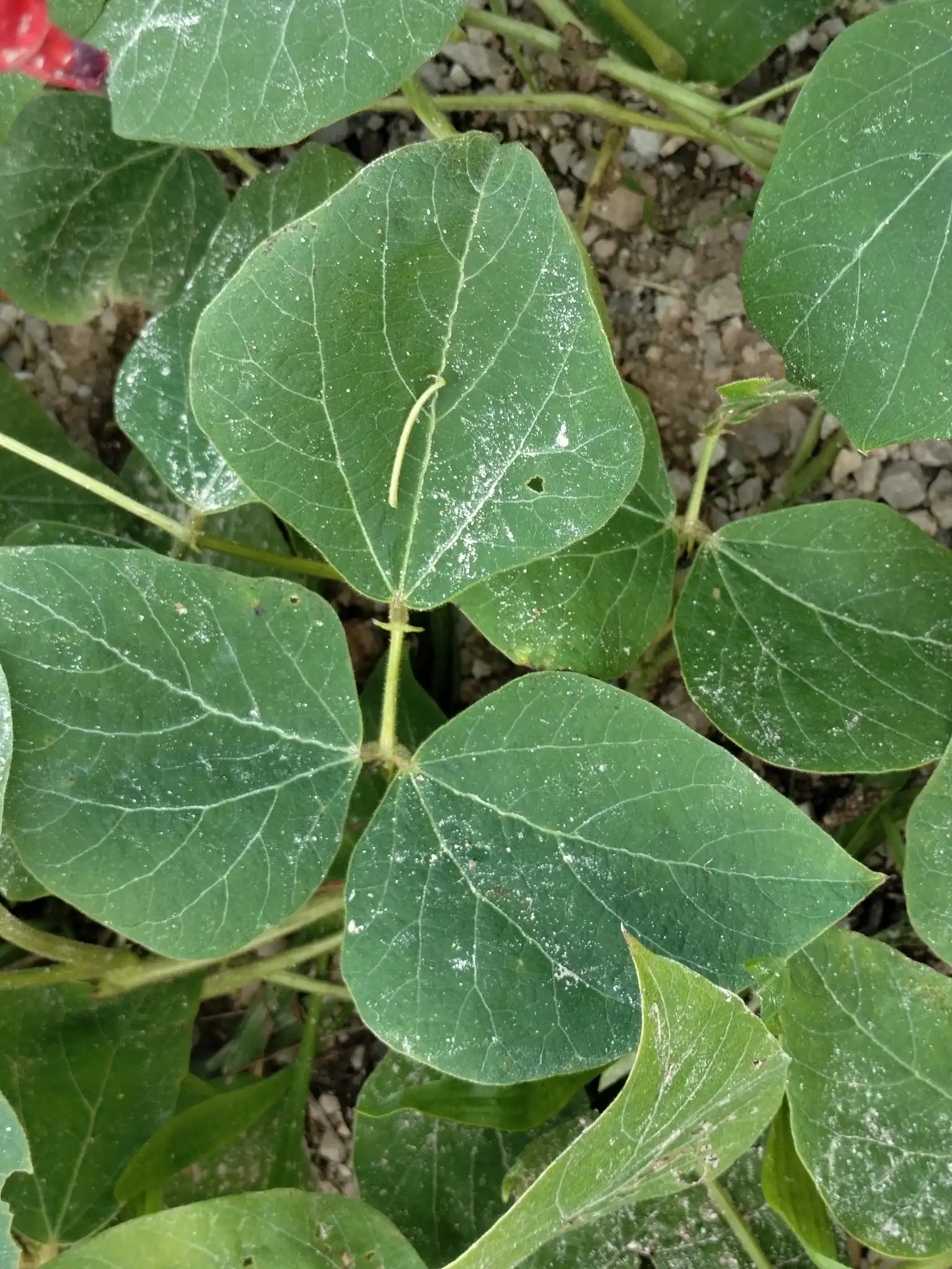 Runner Bean