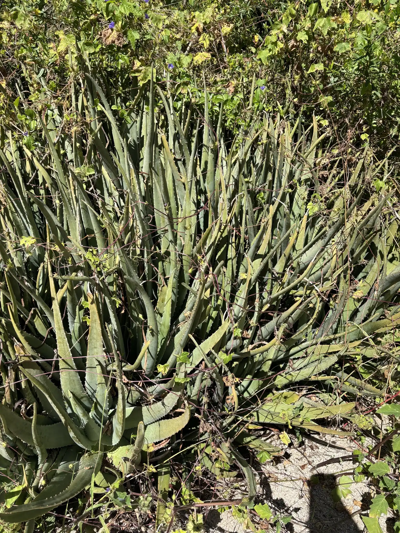 Aloe