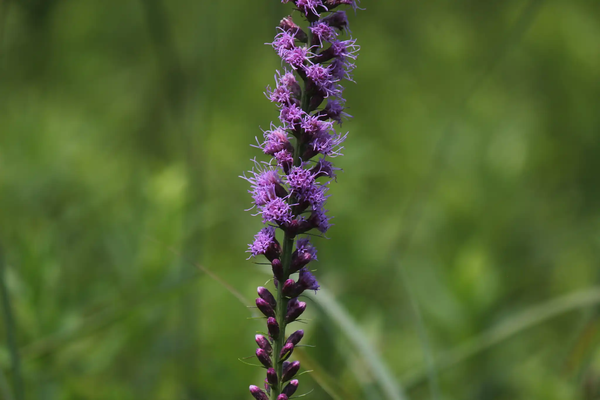 Blazing Star Gayfeather