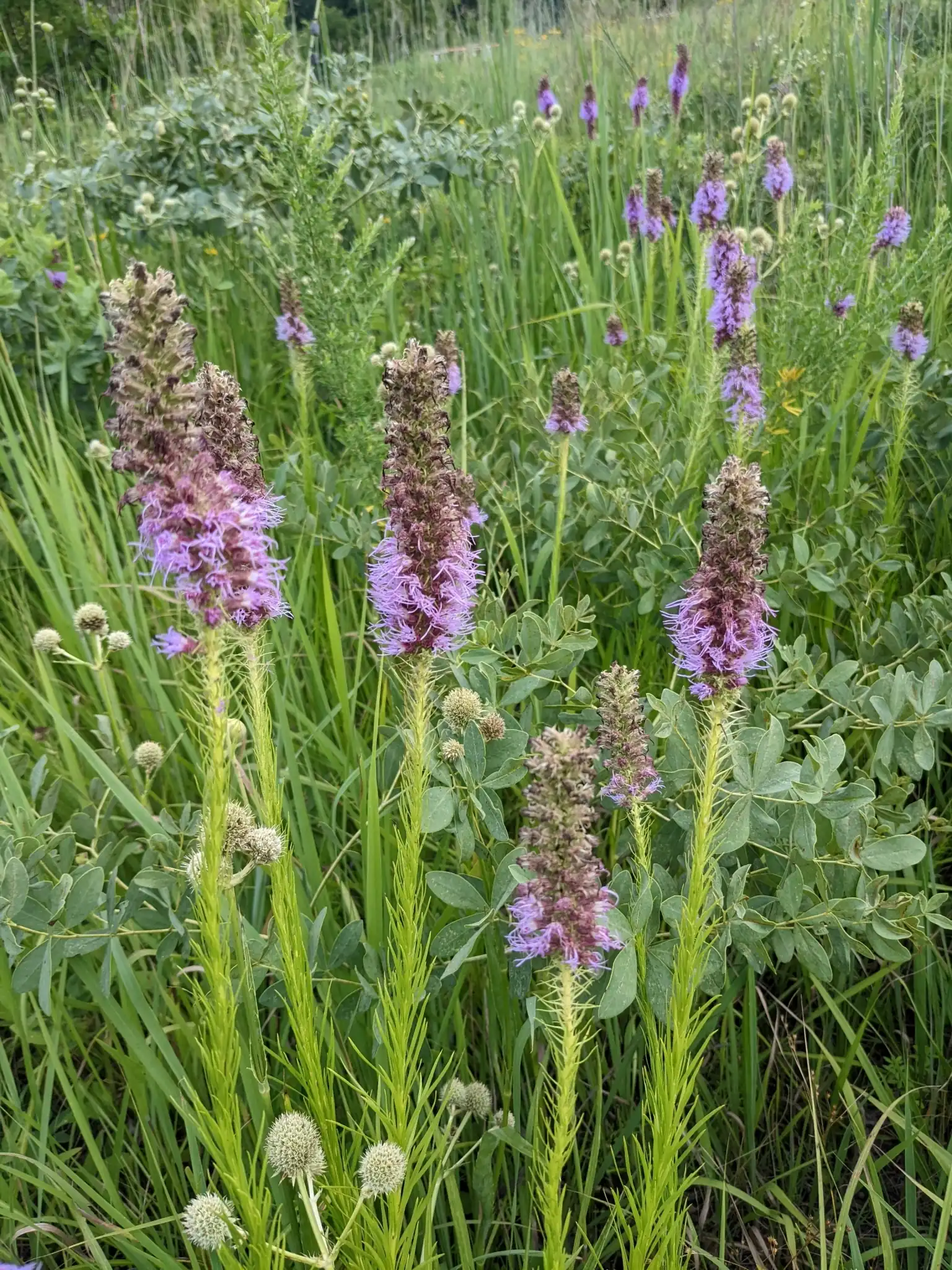 Prairie Blazing Star