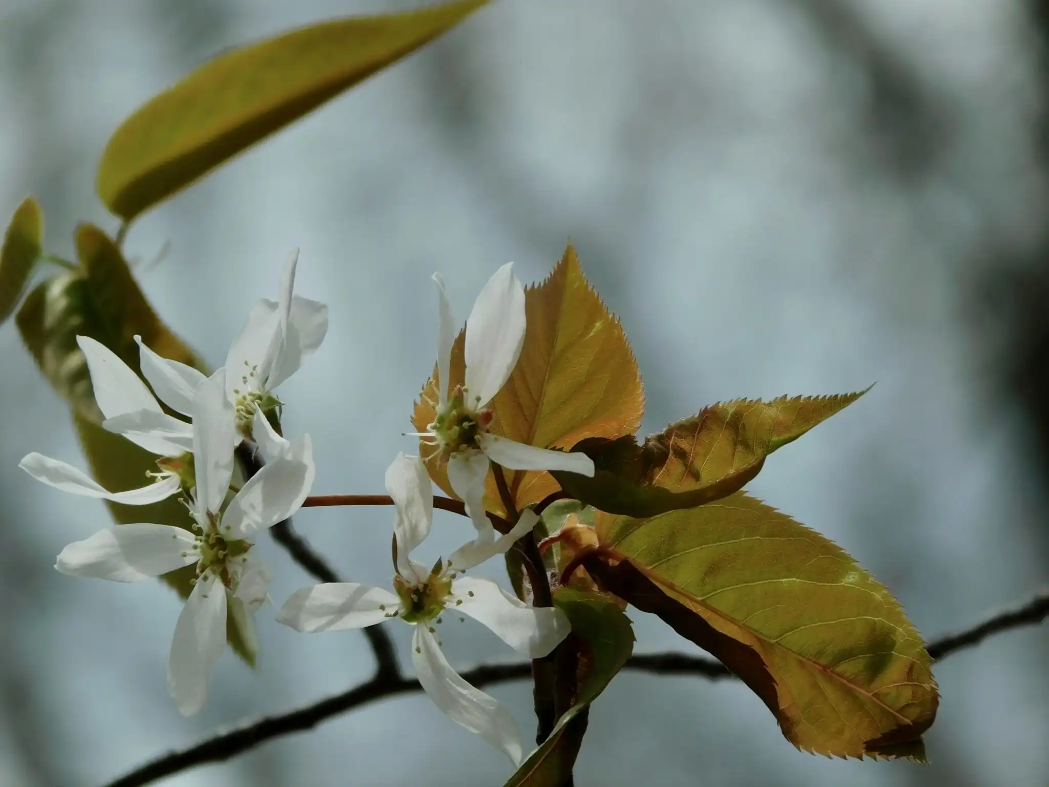 Allegheny Serviceberry