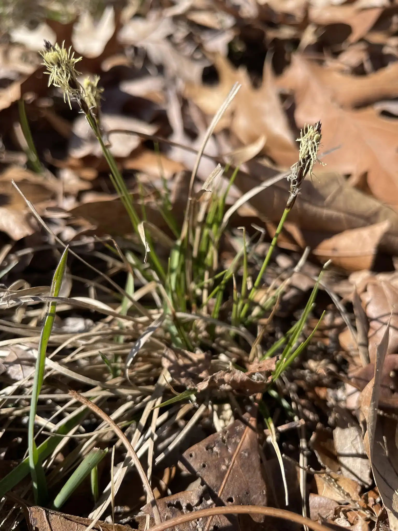 Pennsylvania Sedge