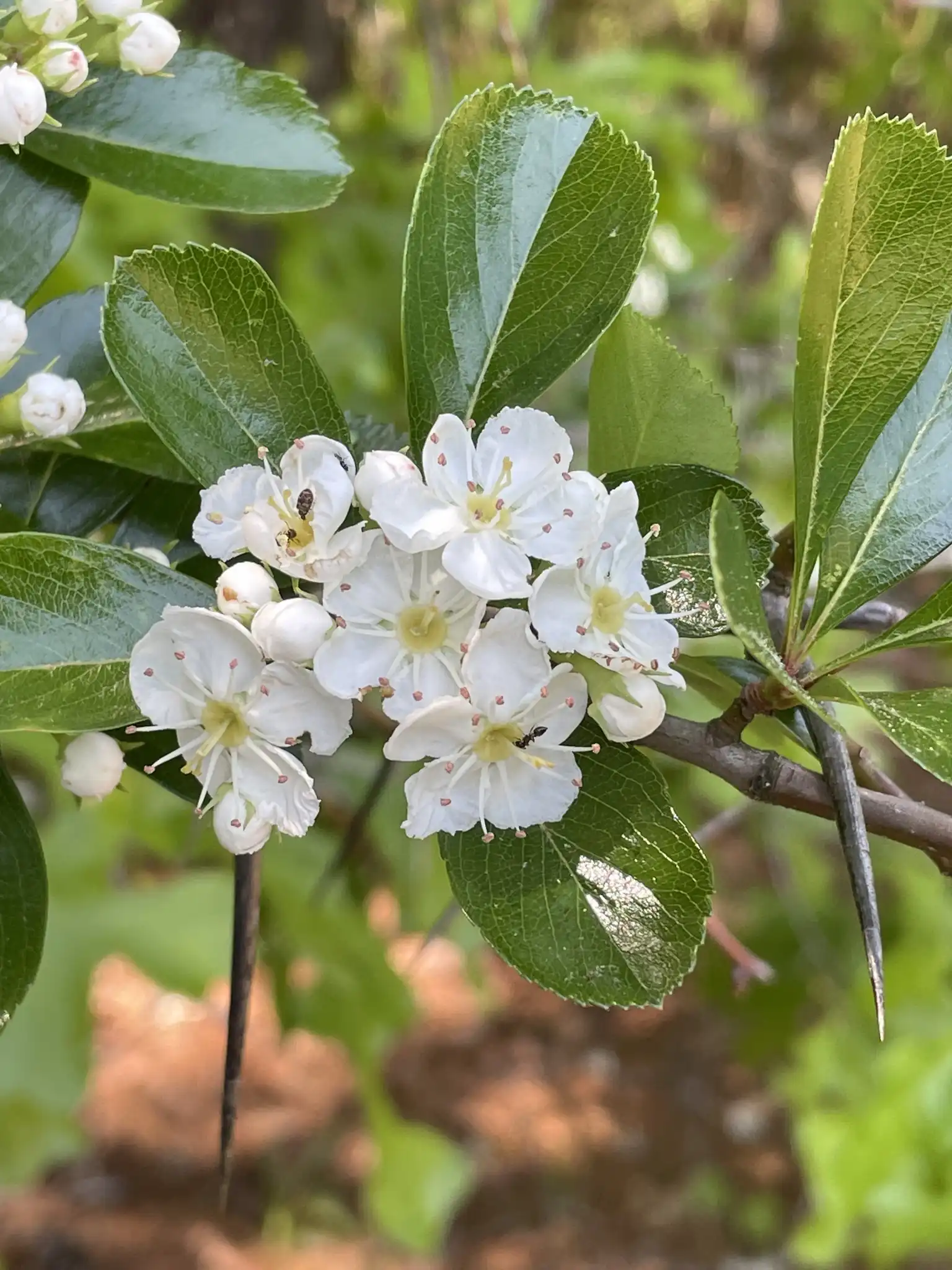 Cockspur Hawthorn