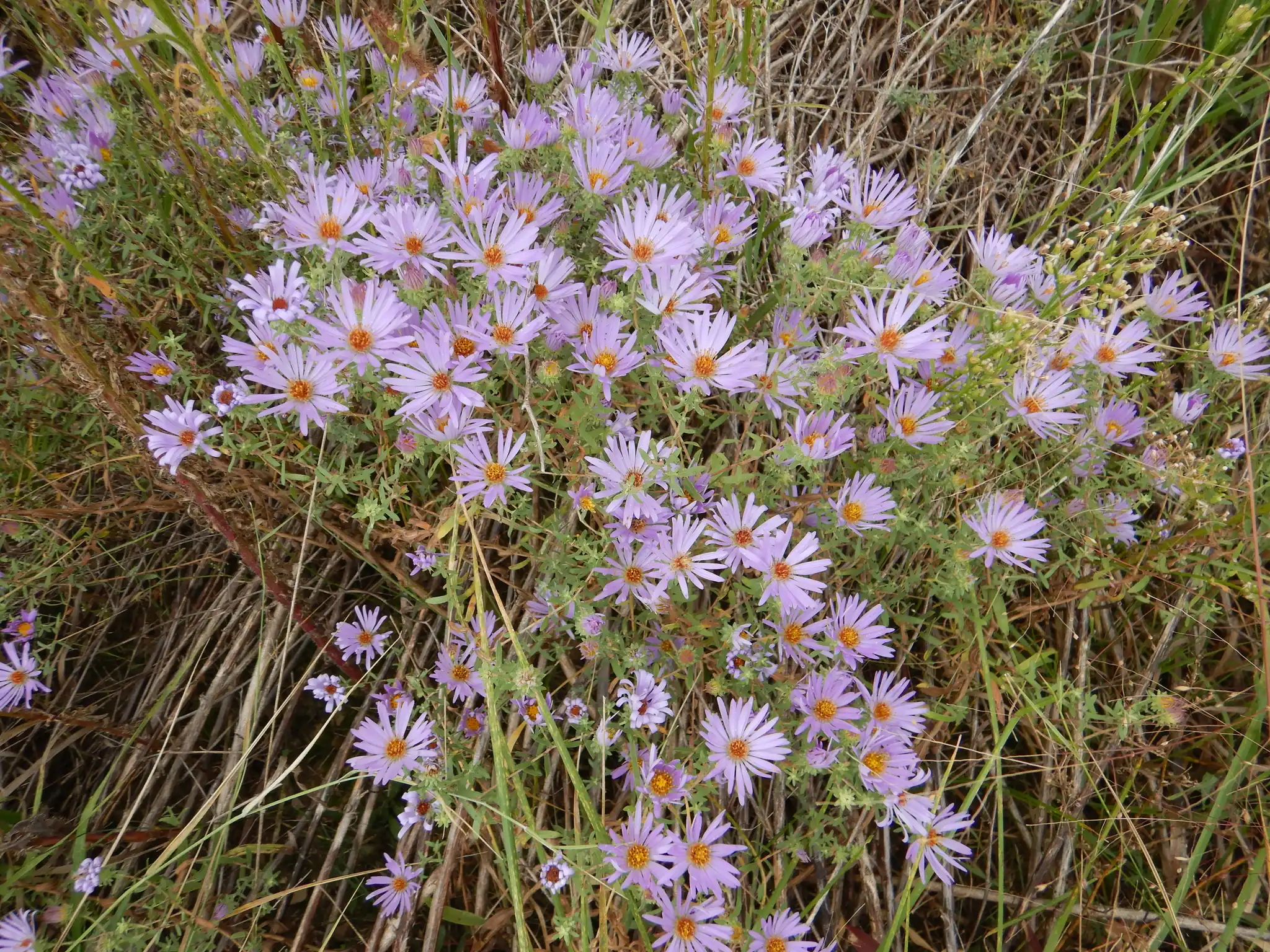 Aromatic Aster