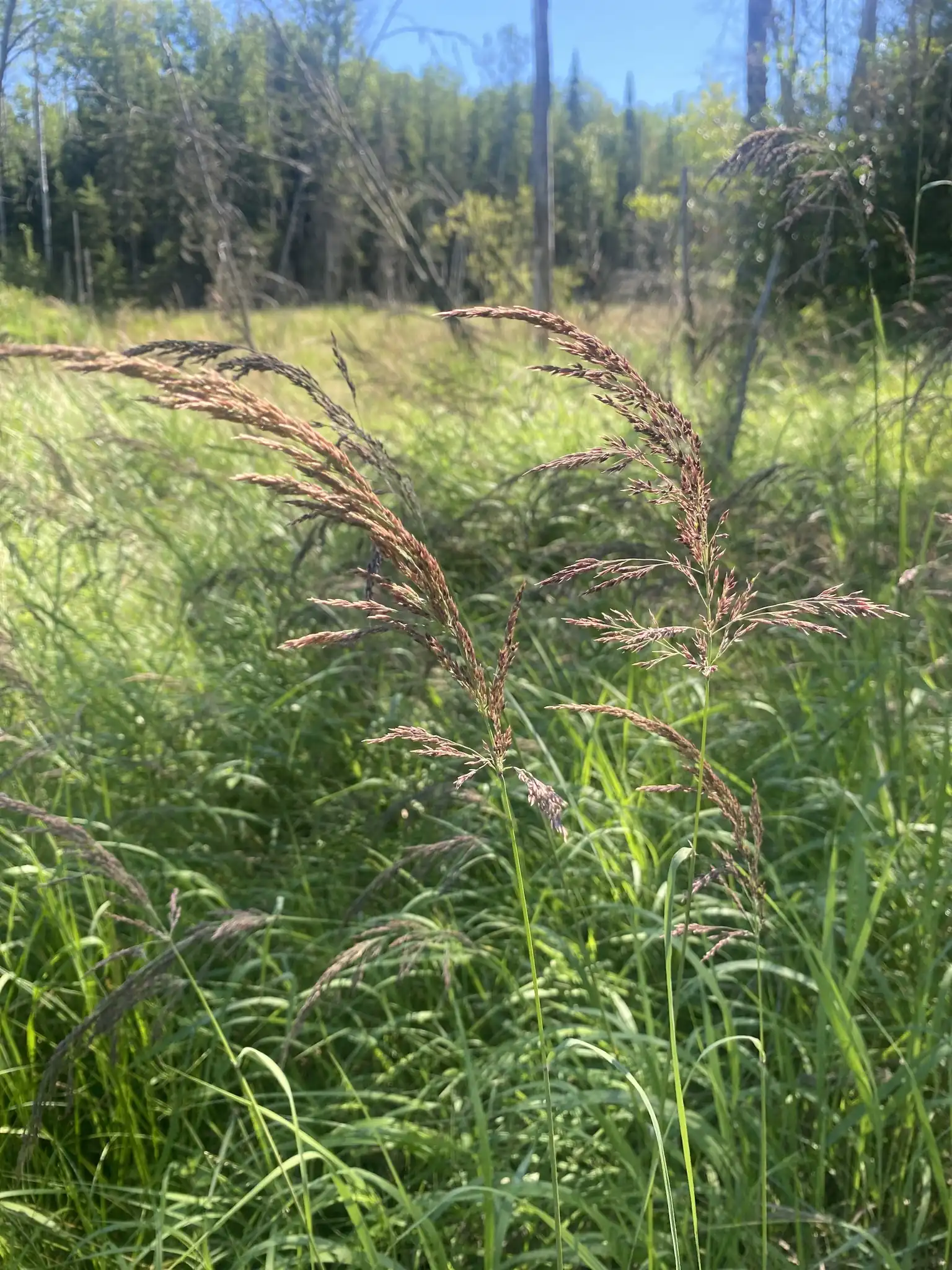 Blue Joint Grass