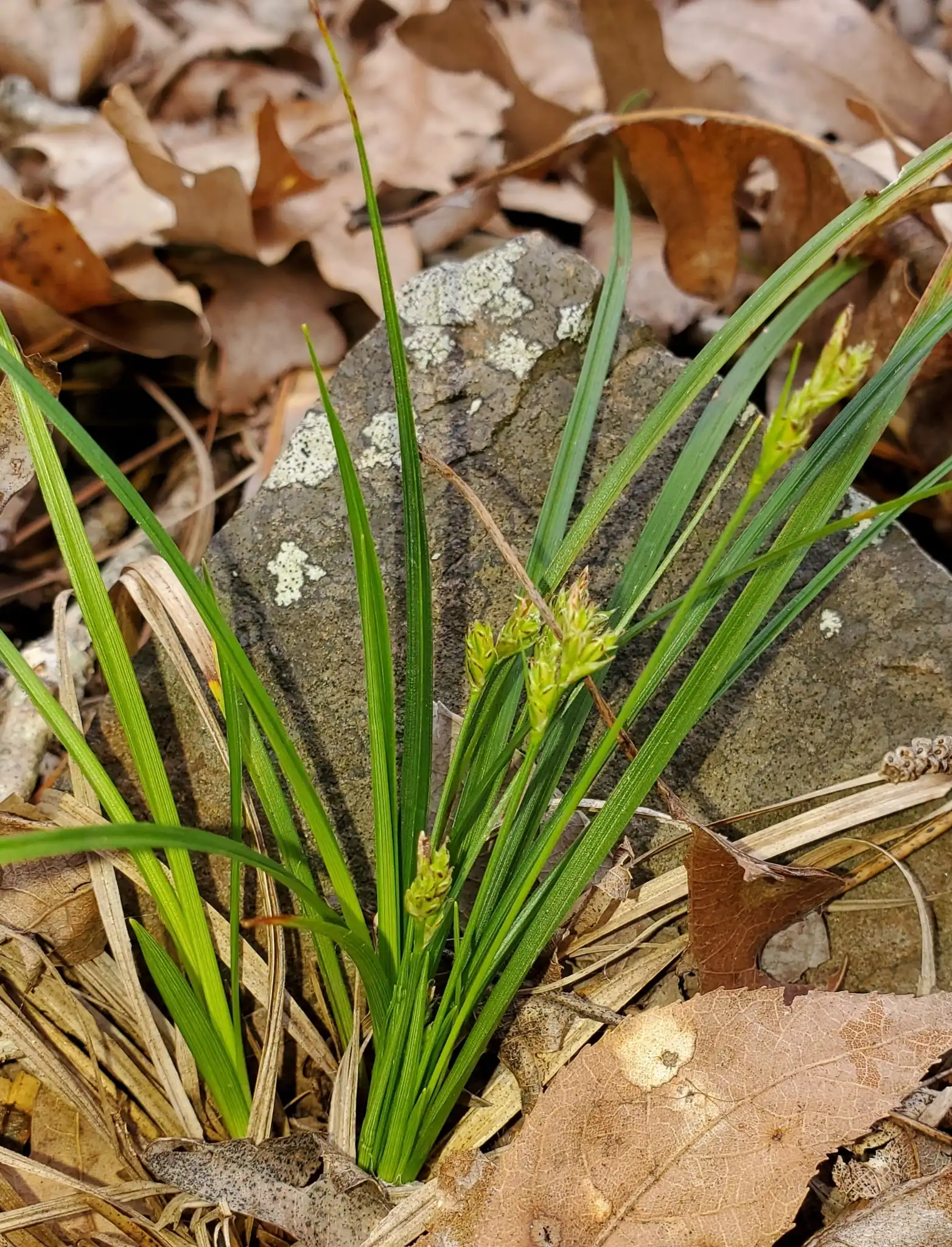Whitetinge Sedge