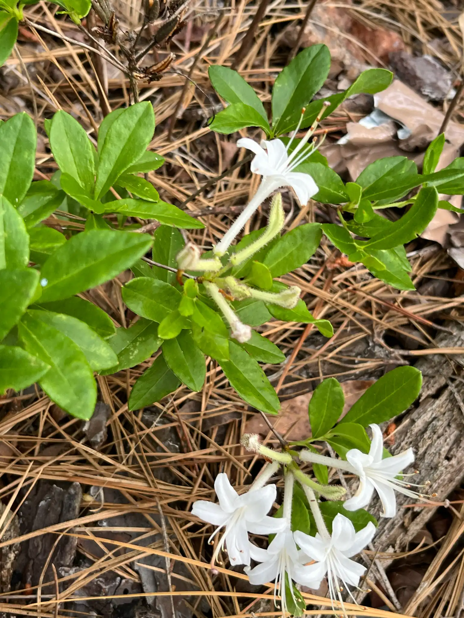 Swamp Azalea