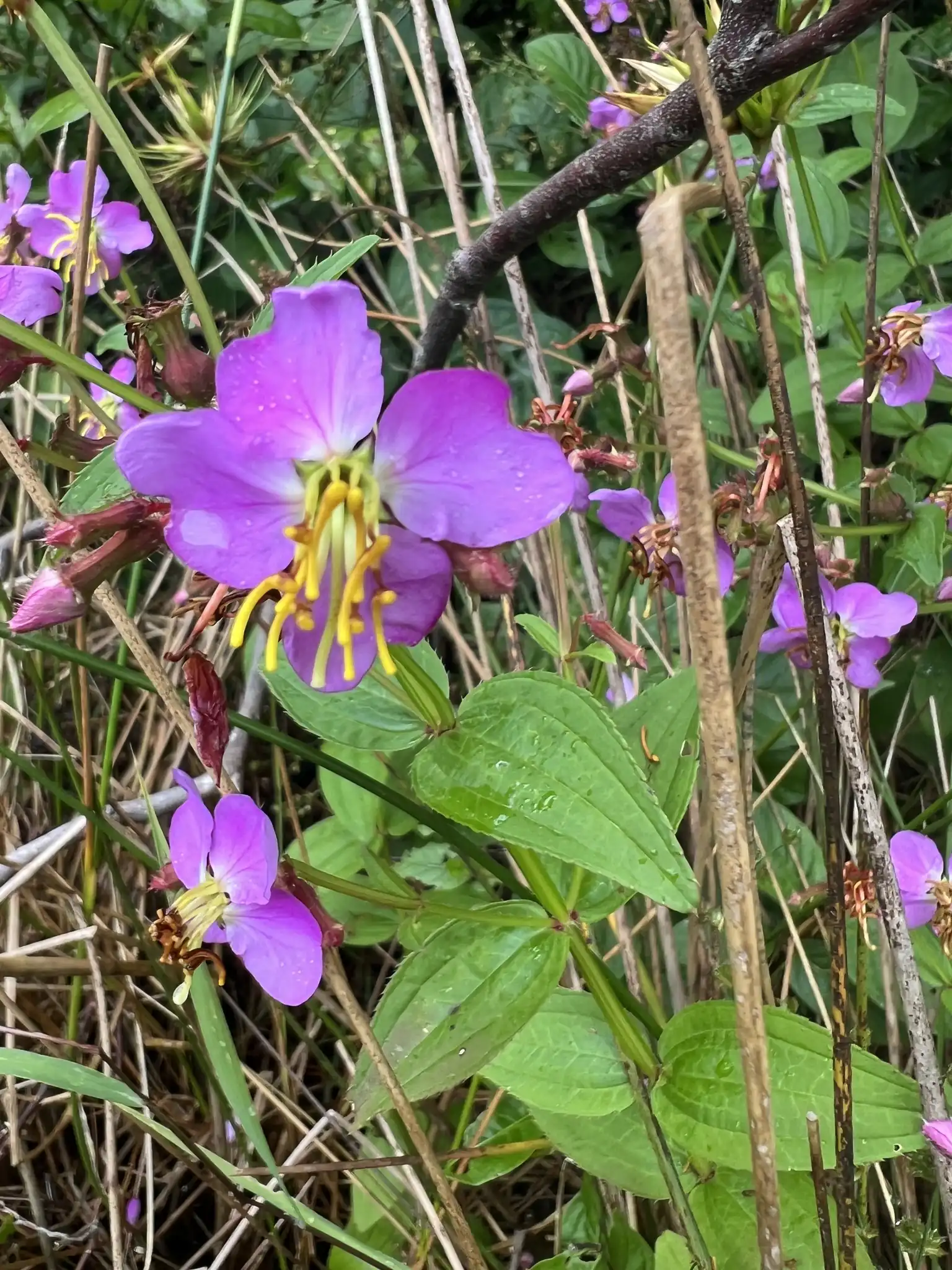 Virginia Meadowbeauty