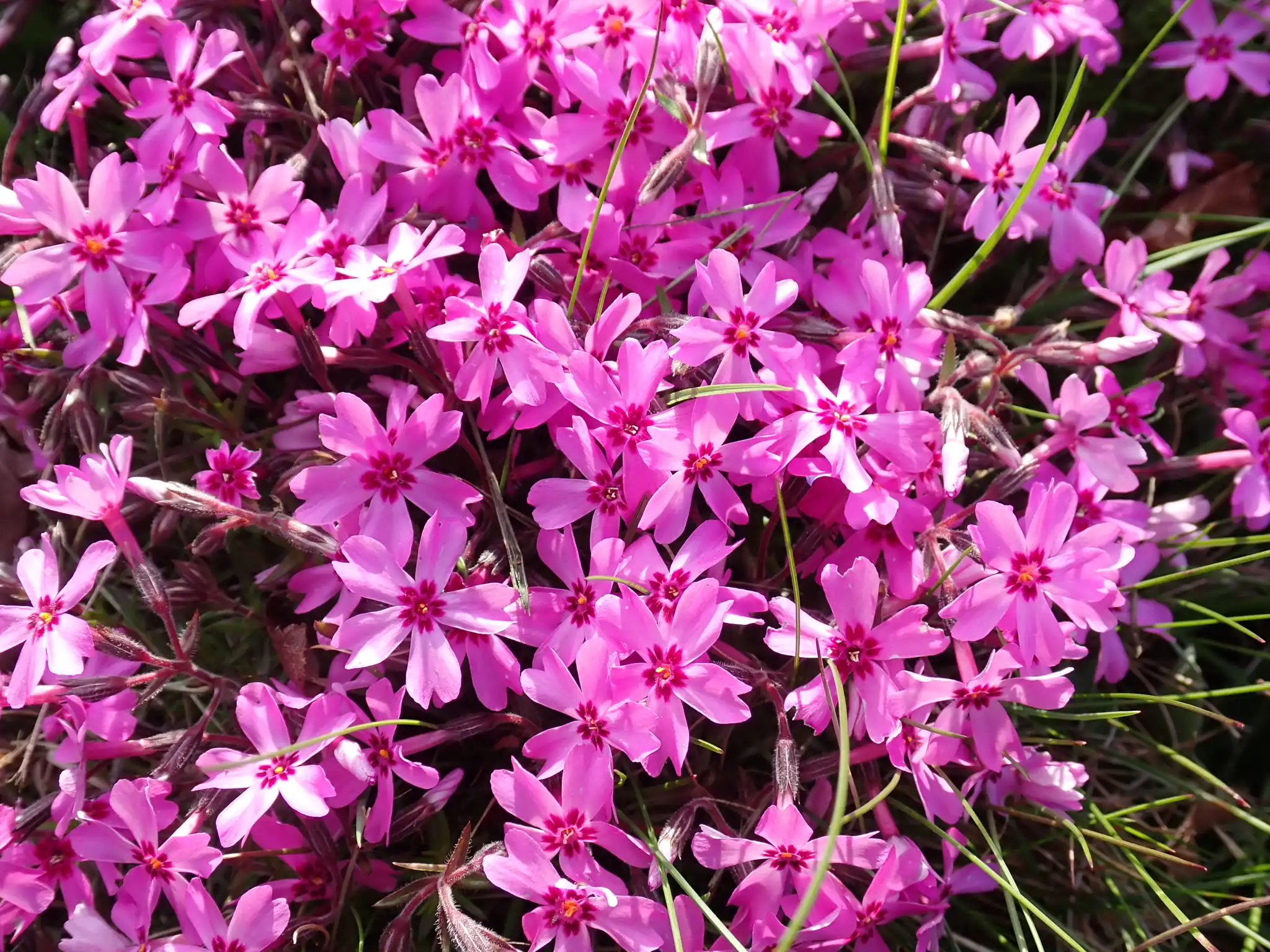 Creeping Phlox Moss Phlox