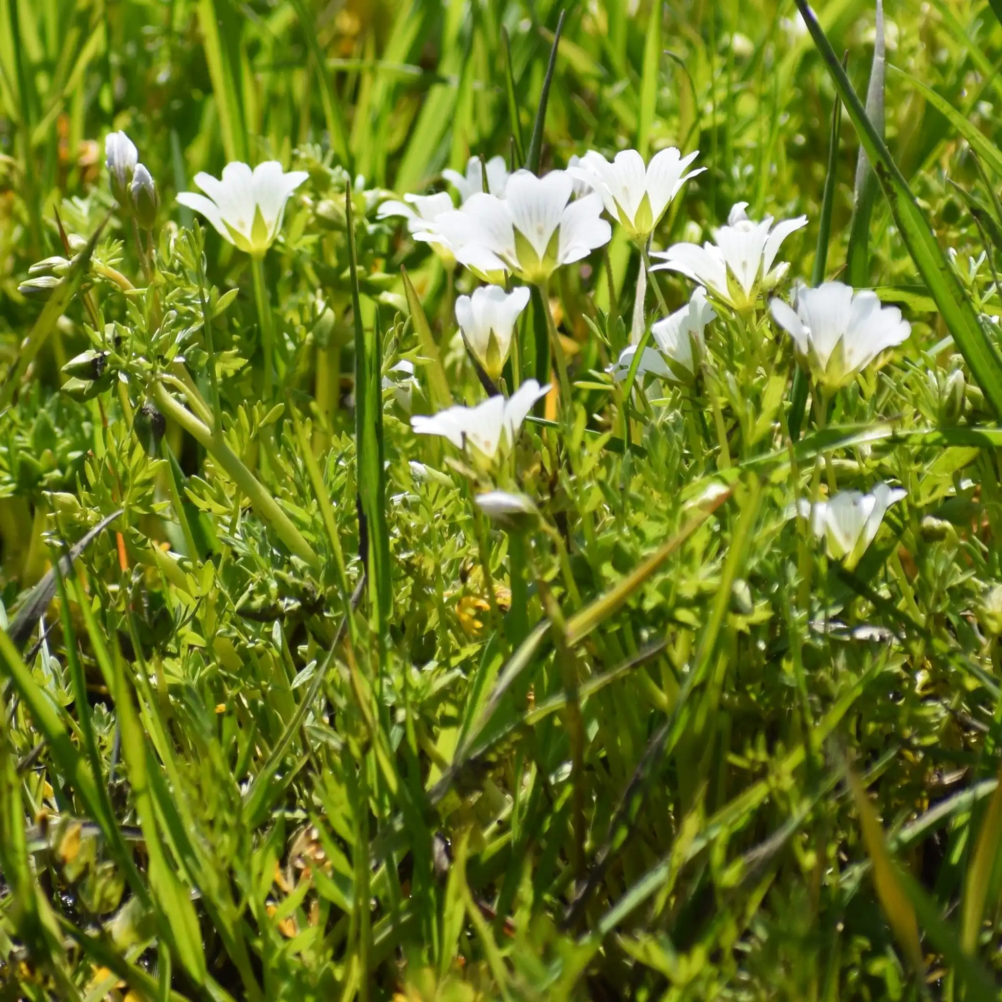 Poached Egg Plant