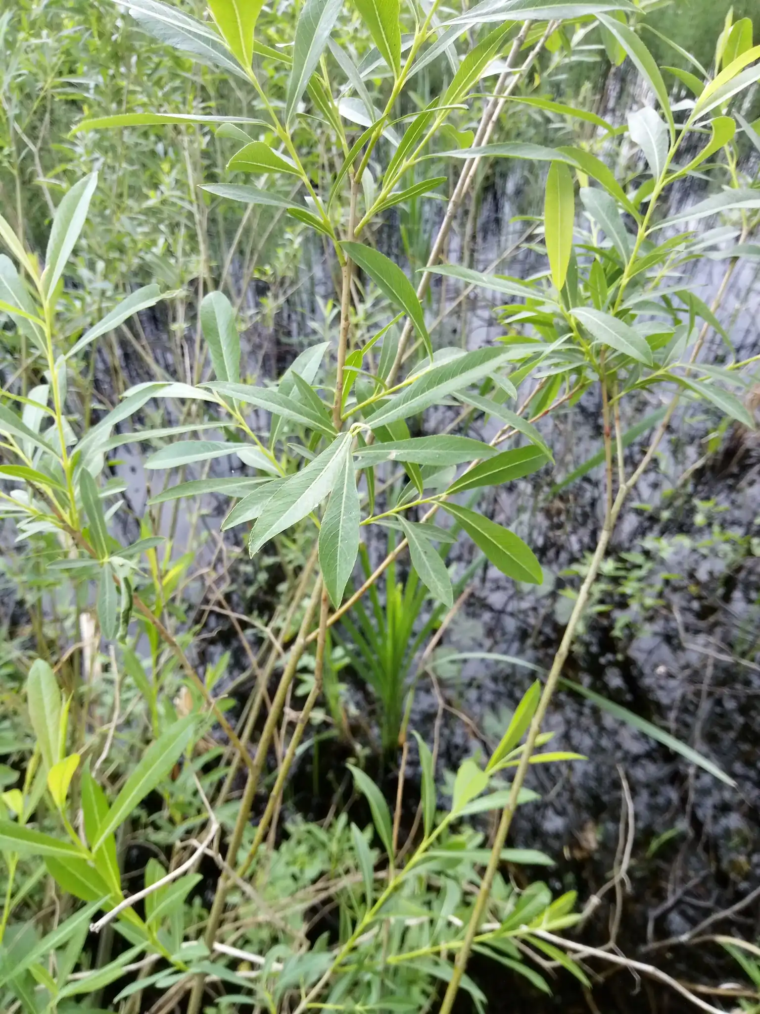 Dwarf Arctic Willow