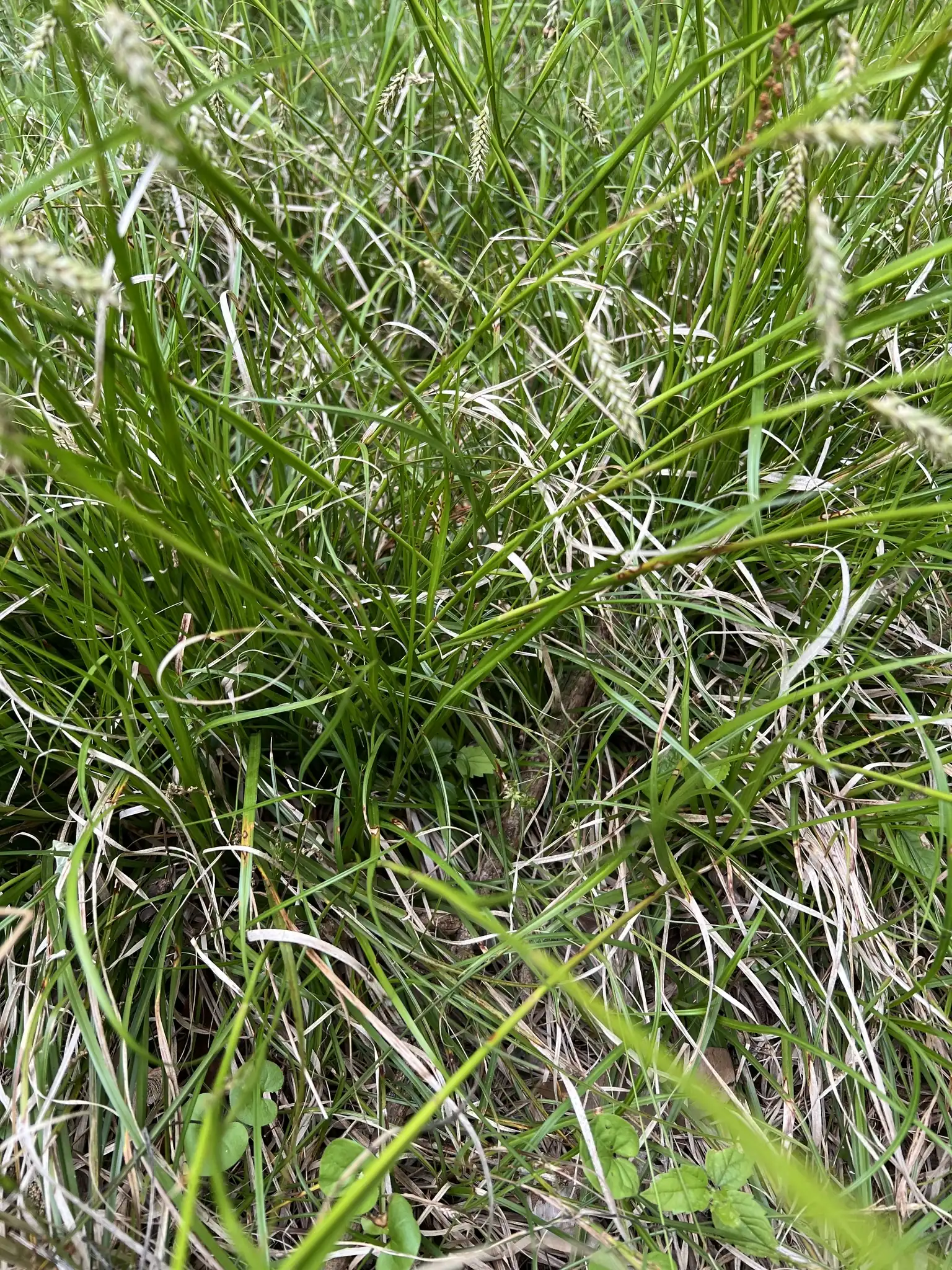 Cherokee Sedge