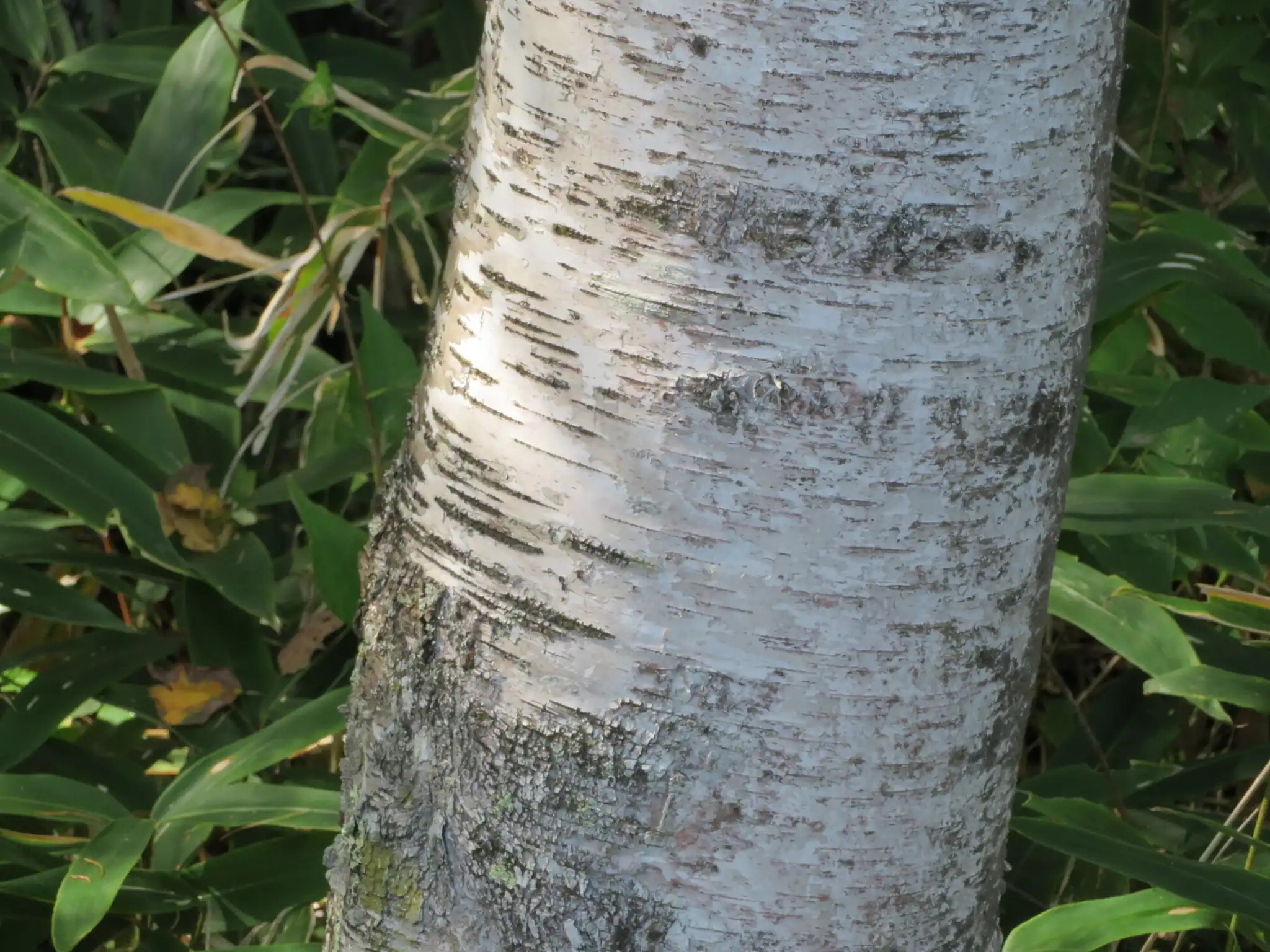 Japanese White Birch