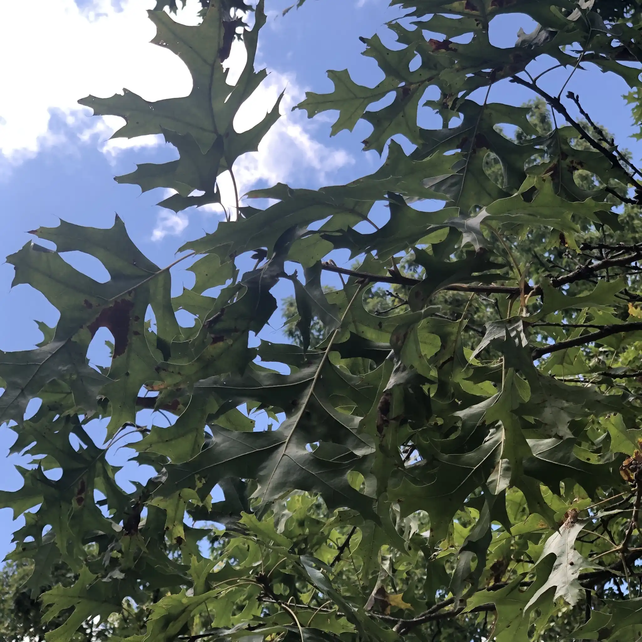 Scarlet Oak