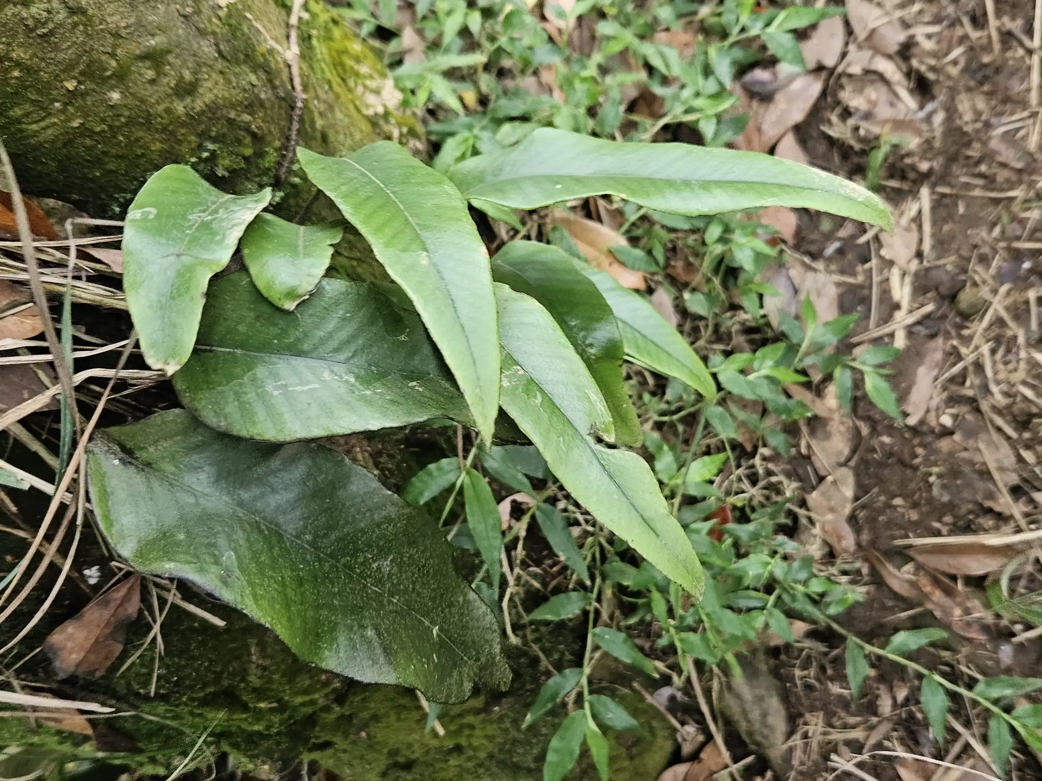 Japanese Felt Fern