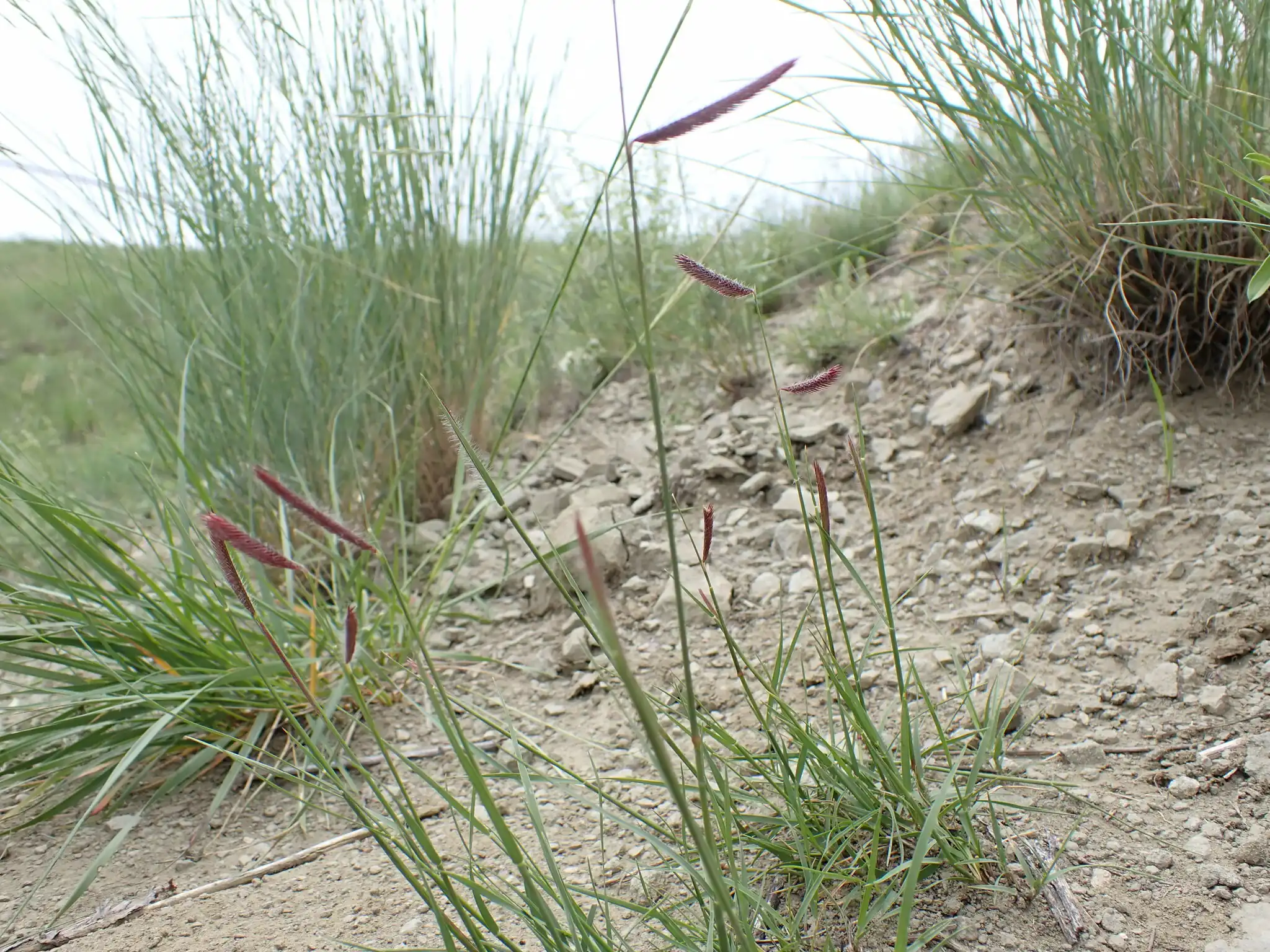Blue Grama Grass