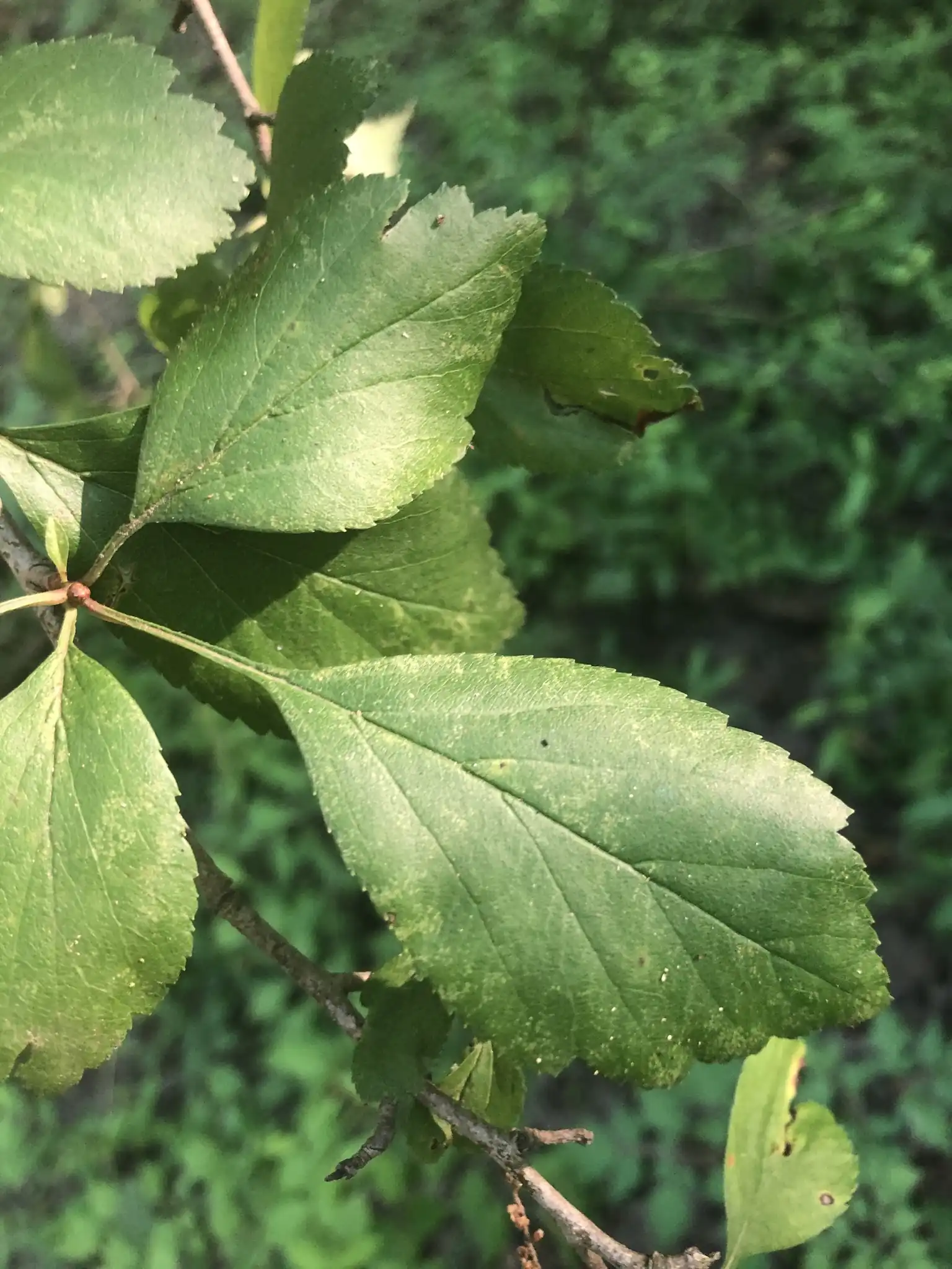 Hawthorn