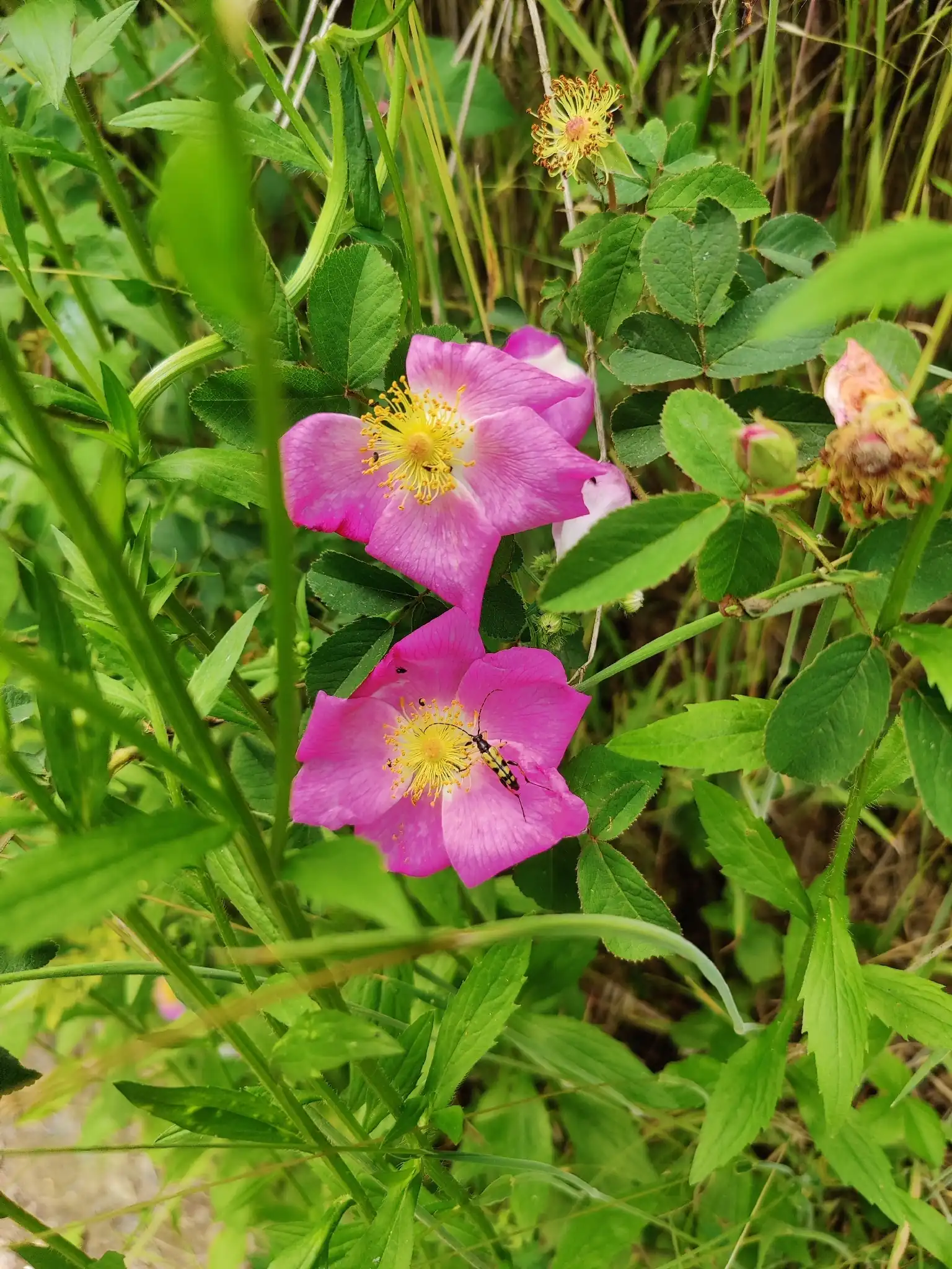 Gallica Rose French Rose