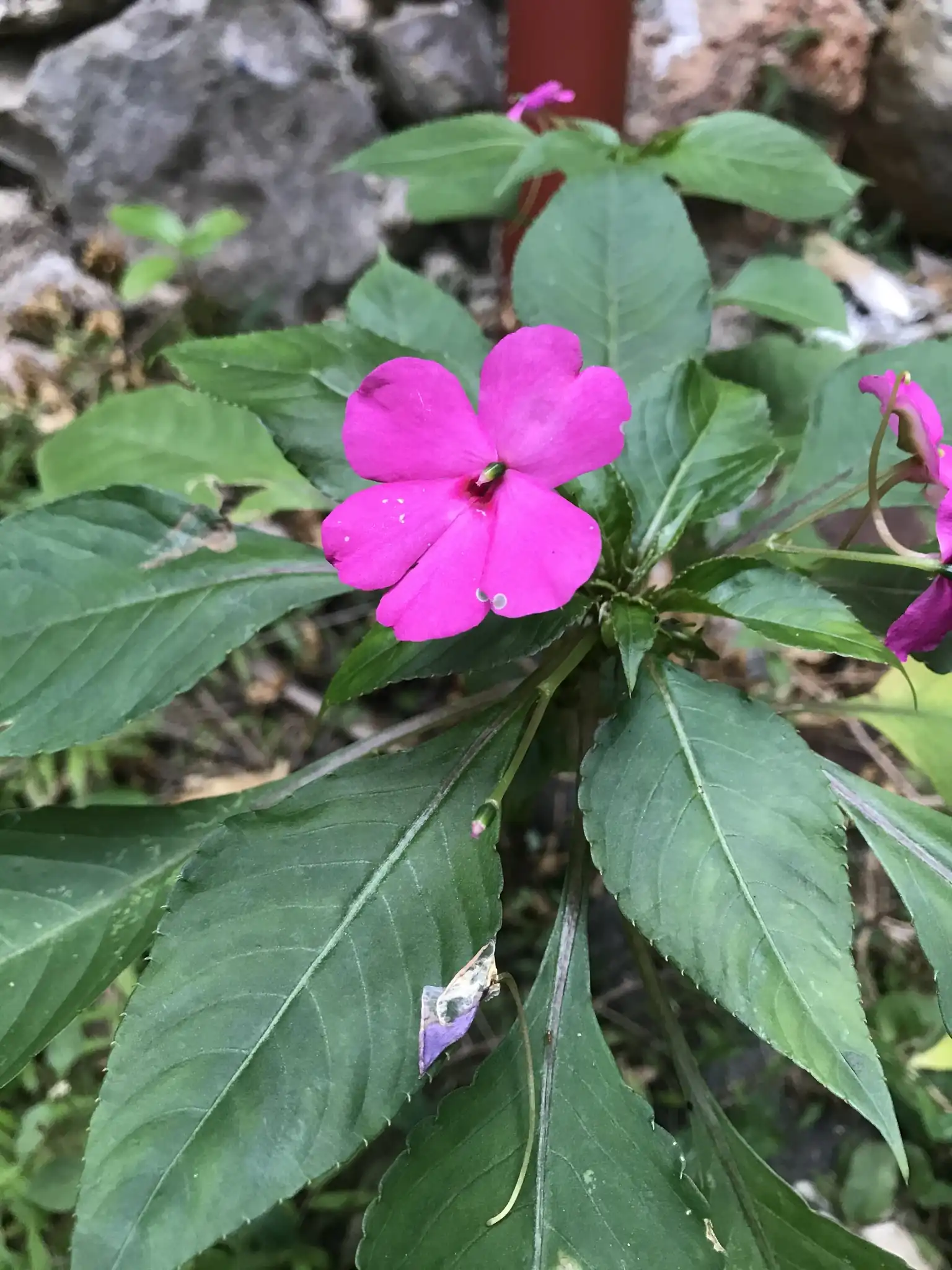 Impatiens