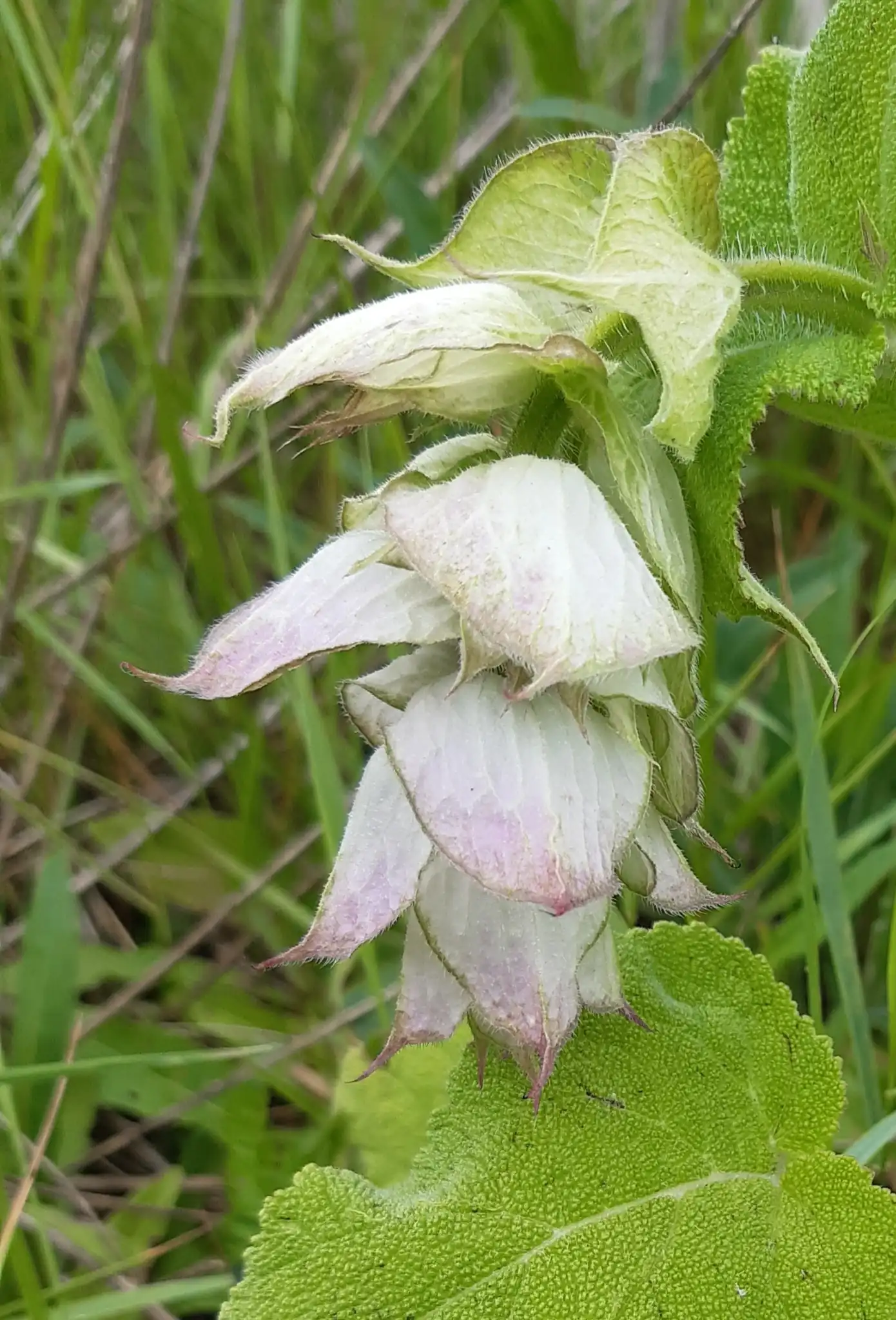 Clary Sage